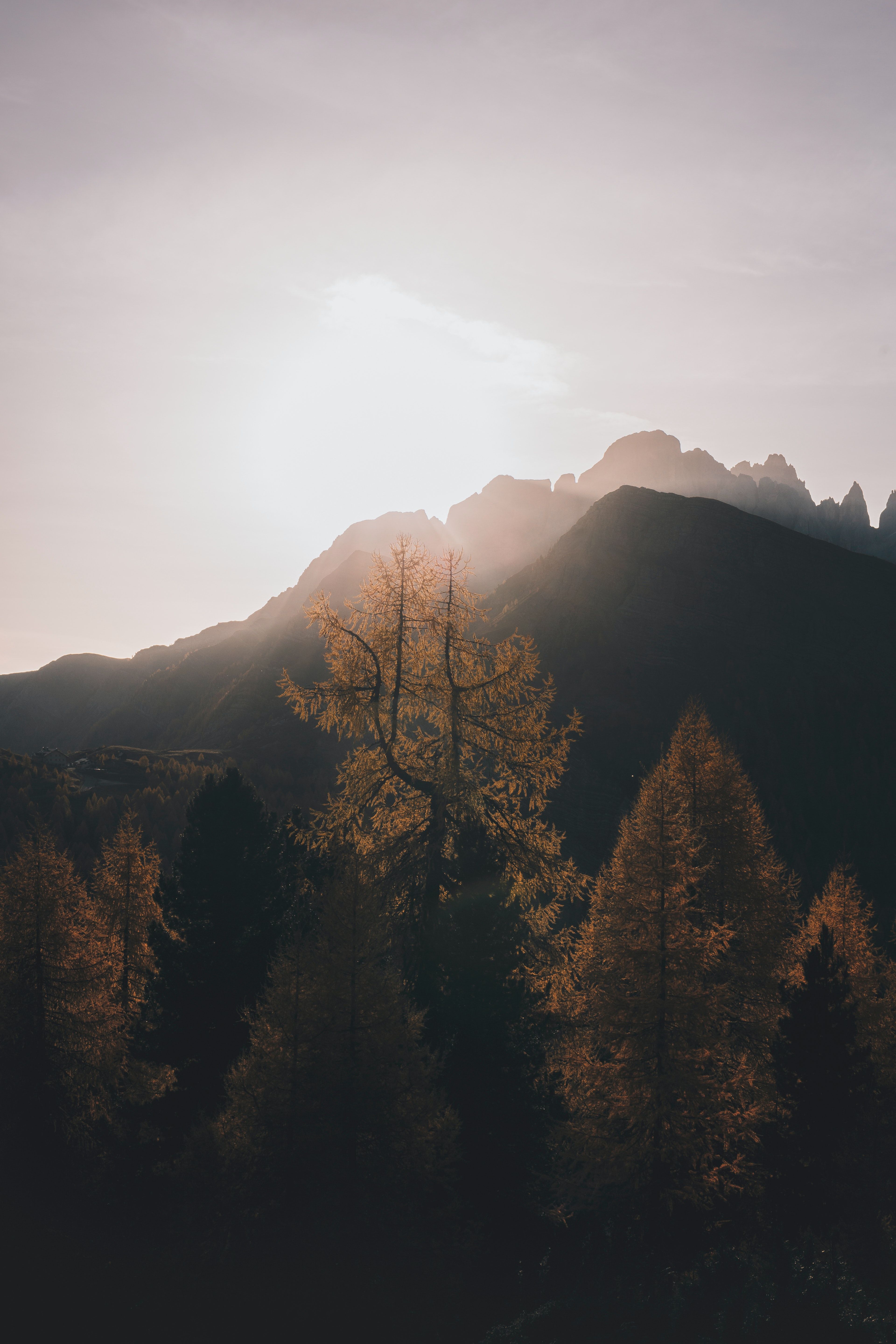 Berg, Gegenlicht, Lärchen, Dunst, Herbst, QHD+, Sperrbildschirm fürs iPhone