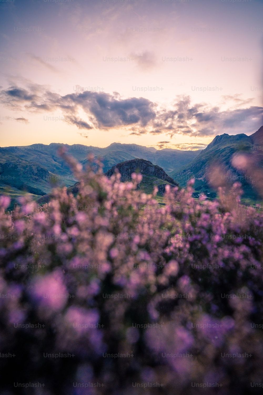 Heidekraut, Berge, Wolken, Lila, Abendlicht, HD, Sperrbildschirm fürs iPhone