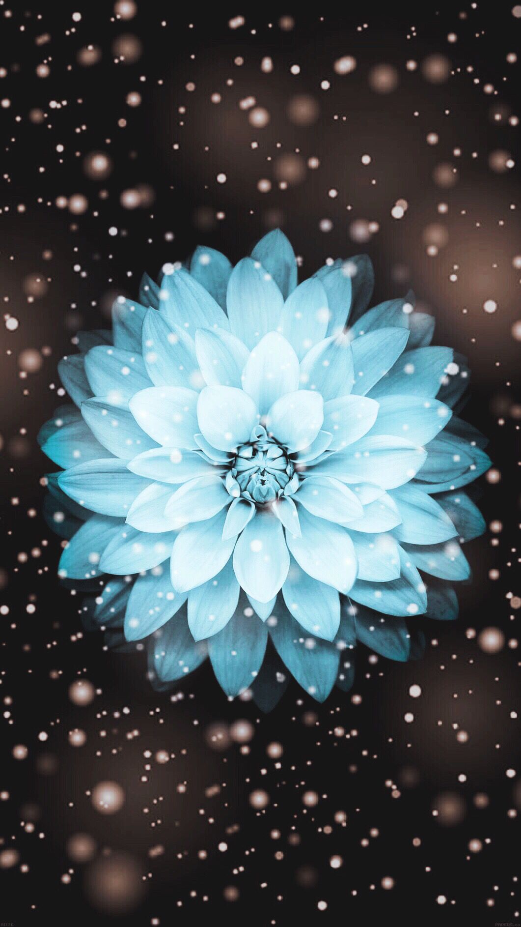 Dahlie, Blume, Hellblau, Sterne, Dunkler Hintergrund, HD, Sperrbildschirm fürs iPhone