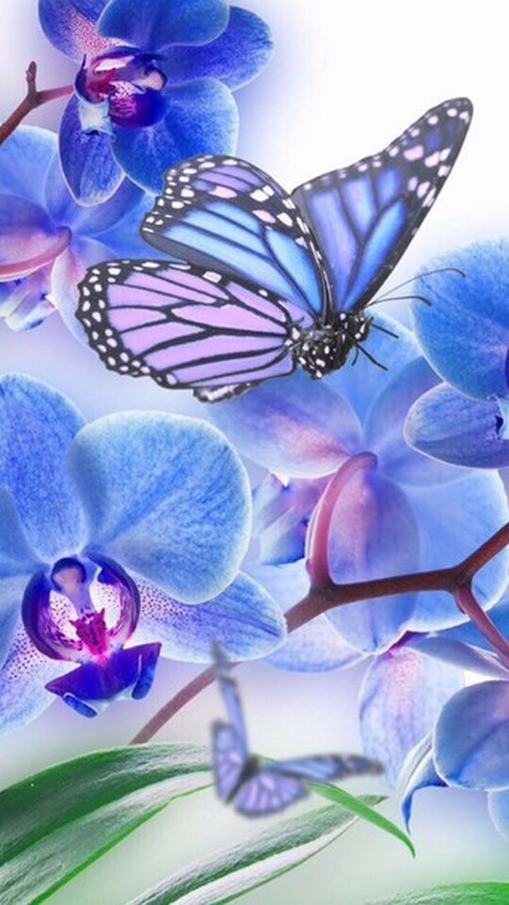 Schmetterling, Orchideen, Blau, Lila, Blumen, HD, Hintergrundbild fürs Handy