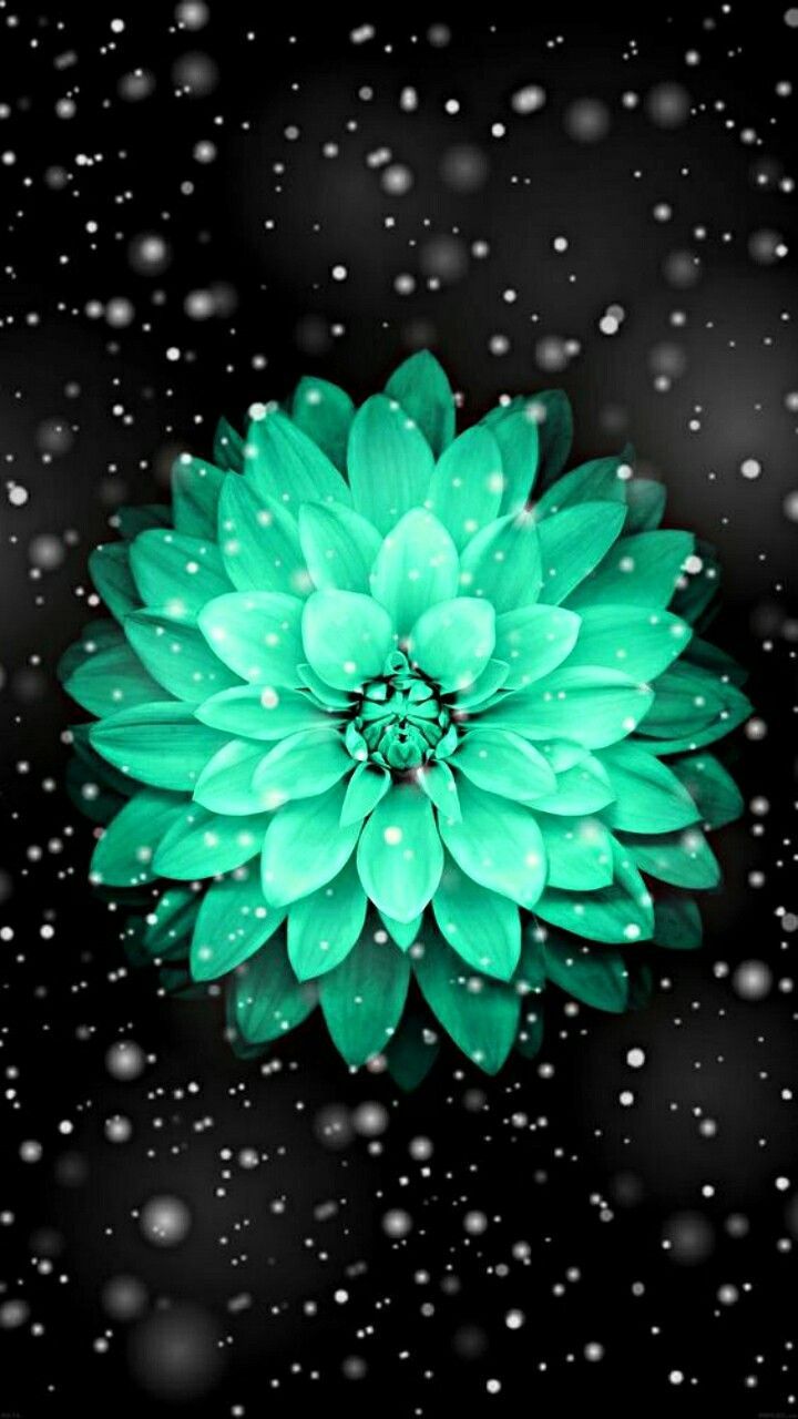 Dahlie, Mintgrün, Blume, Sterne, Schwarzer Hintergrund, HD, Sperrbildschirm fürs iPhone