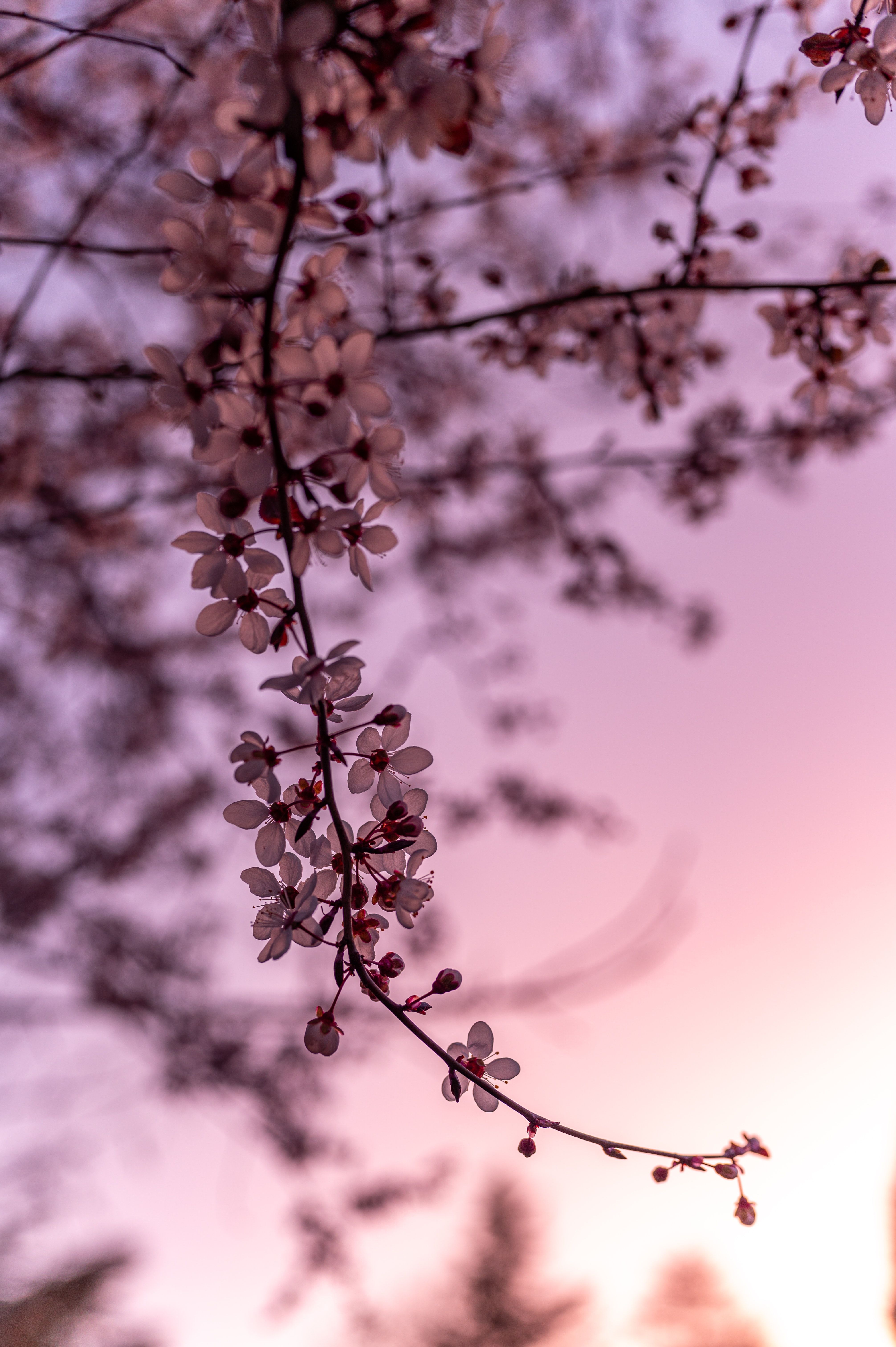 Kirschblüten, Zweige, Rosa Himmel, Frühling, Pastell, QHD+, Handy-Hintergrund im Hochformat