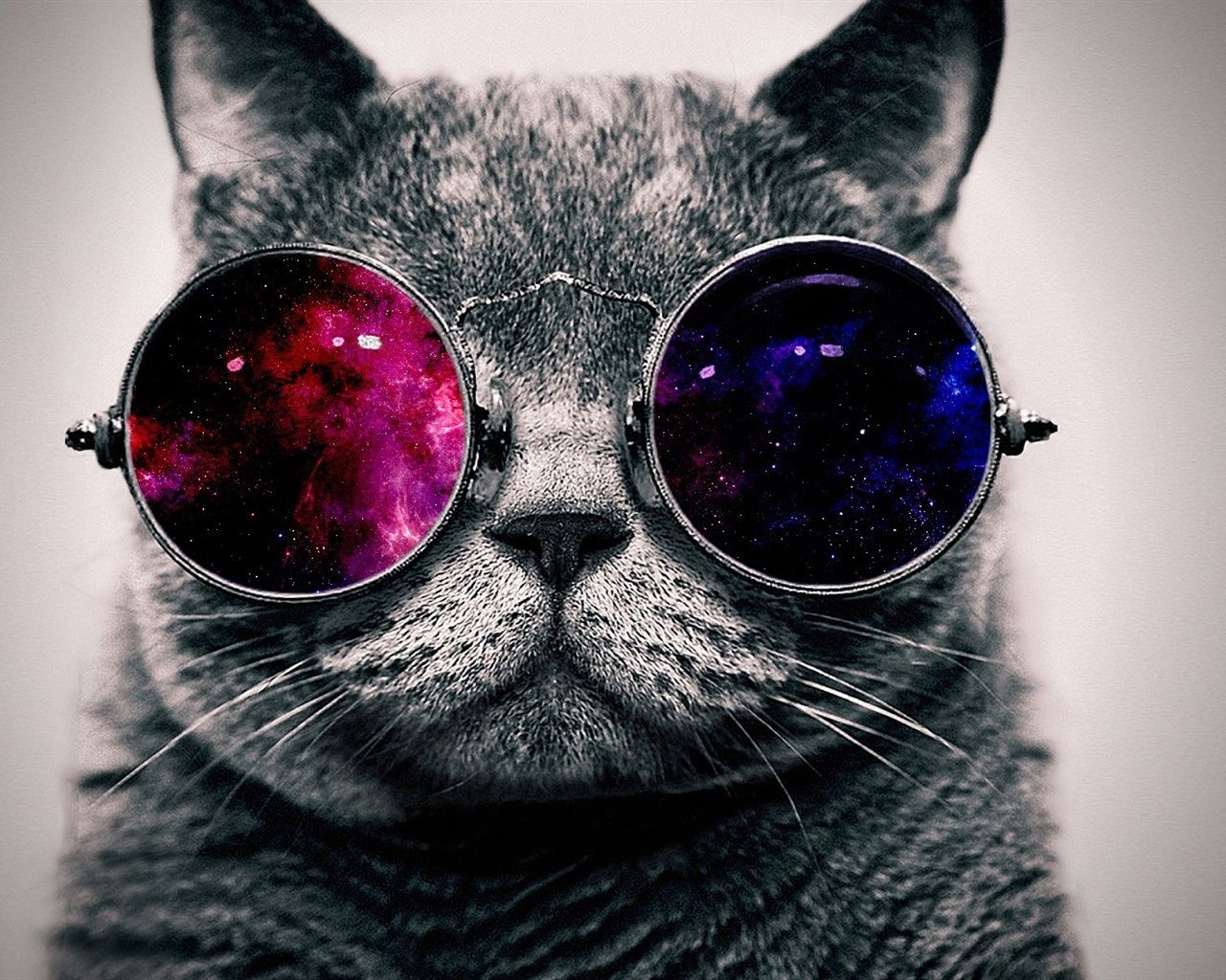 Katze, Sonnenbrille, Galaxie-Gläser, Graue Katze, Lustig, HD, Windows-Hintergrundbild
