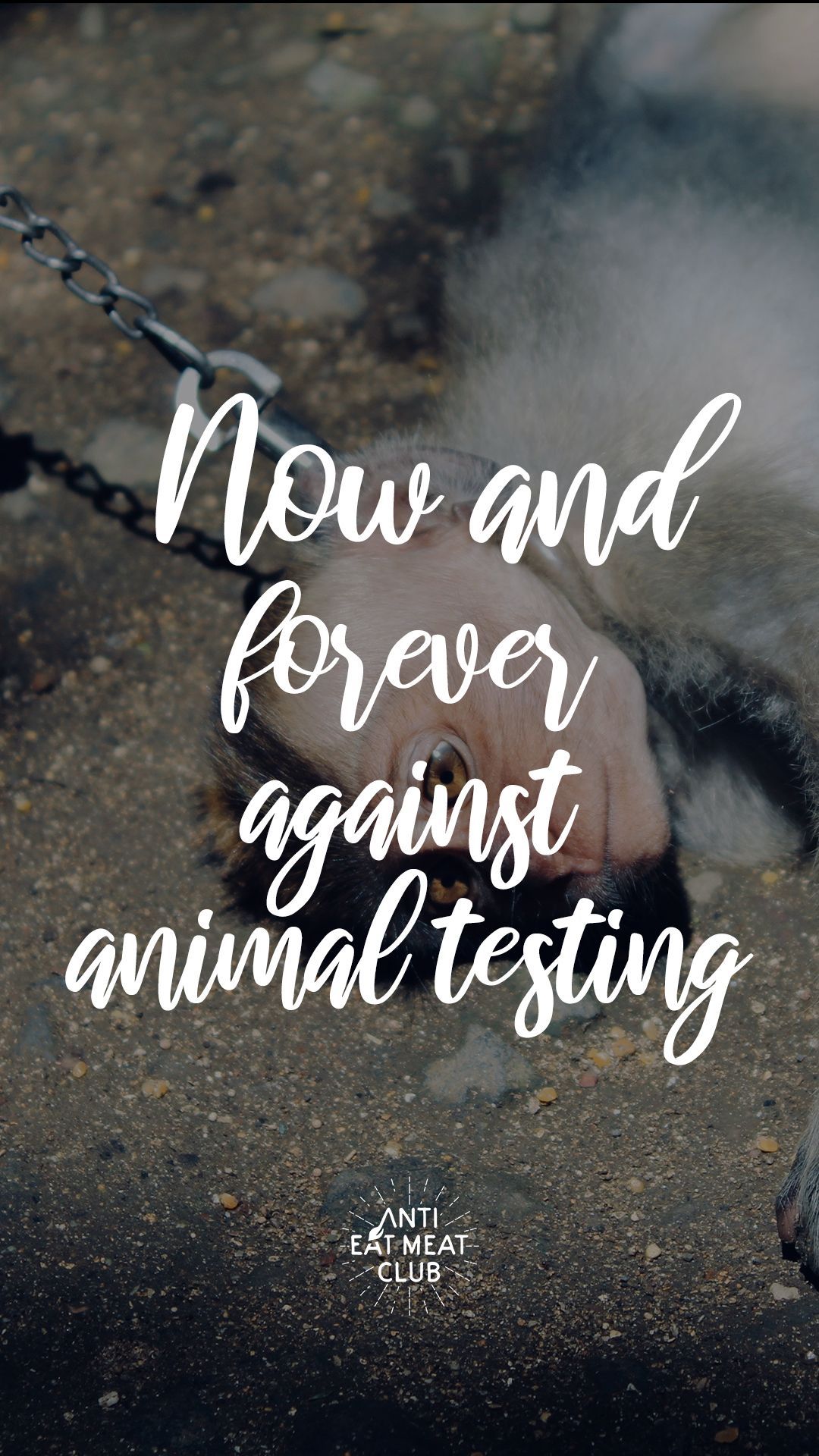 Now and forever against animal testing, Tierschutz, Handschrift, Spruch, Full HD, Handy-Hintergrund