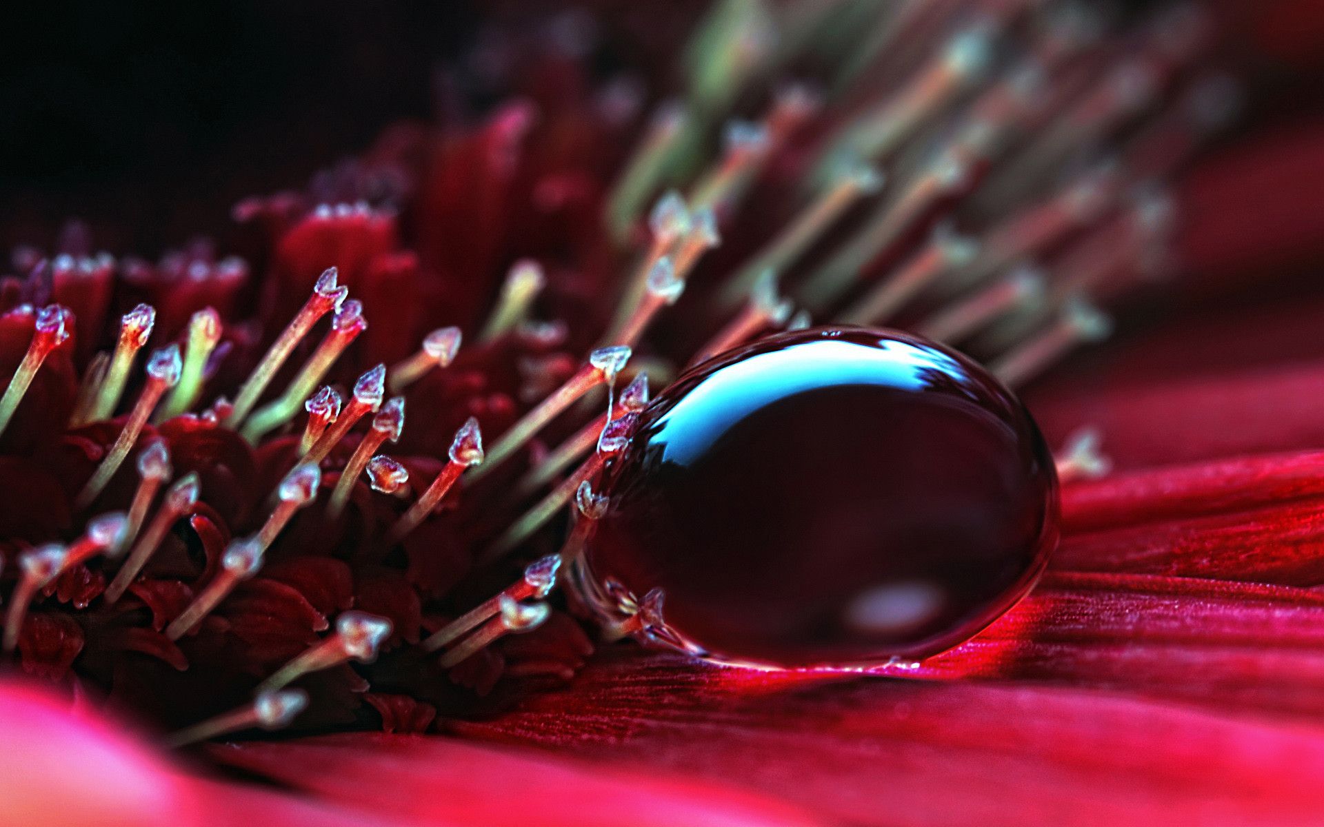 Wassertropfen, Rote Blüte, Makro, Nahaufnahme, 16:10, Full-HD-Hintergrundbild für den Desktop