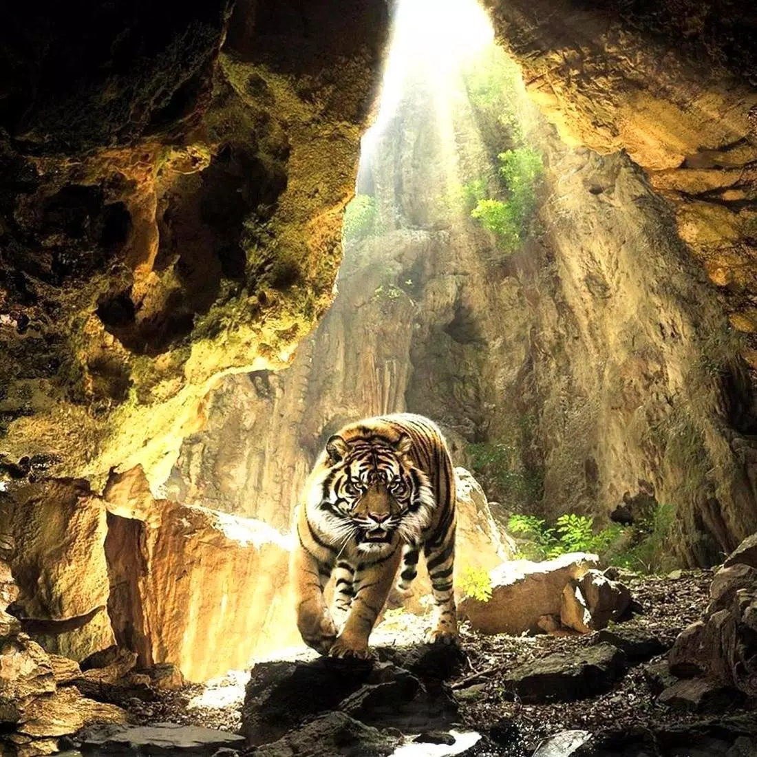 Tiger, Höhle, Lichtstrahlen, Felsen, Wildtier, Hintergrundbild für iPad und Tablet