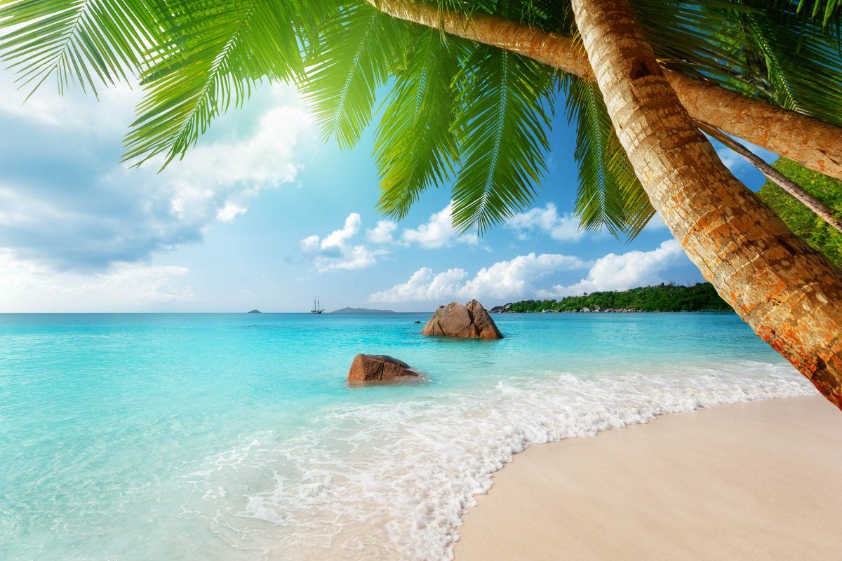 Tropenstrand, Palme, Türkises Meer, Weißer Sand, Karibik-Feeling, Hintergrund