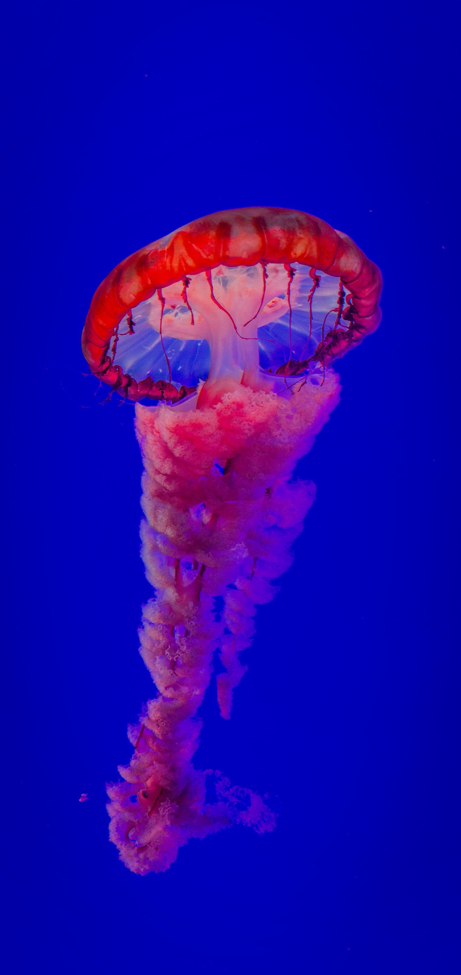 Qualle, Blauer Hintergrund, Meerestier, Rot, Unterwasser, Sperrbildschirm fürs iPhone
