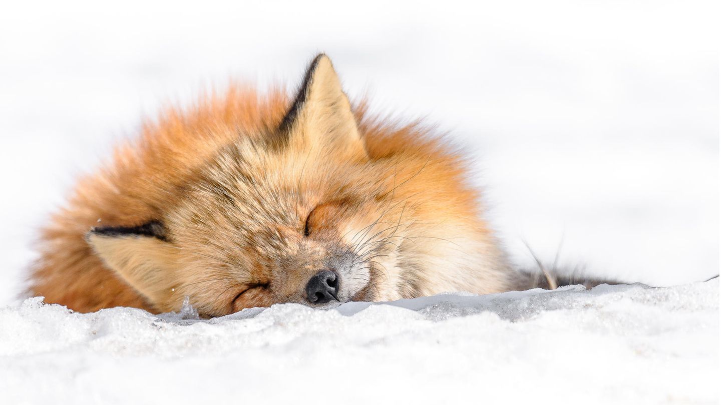 Rotfuchs, Schlafender Fuchs, Schnee, Winter, Wildtier, HD, Desktop-Hintergrund für Windows