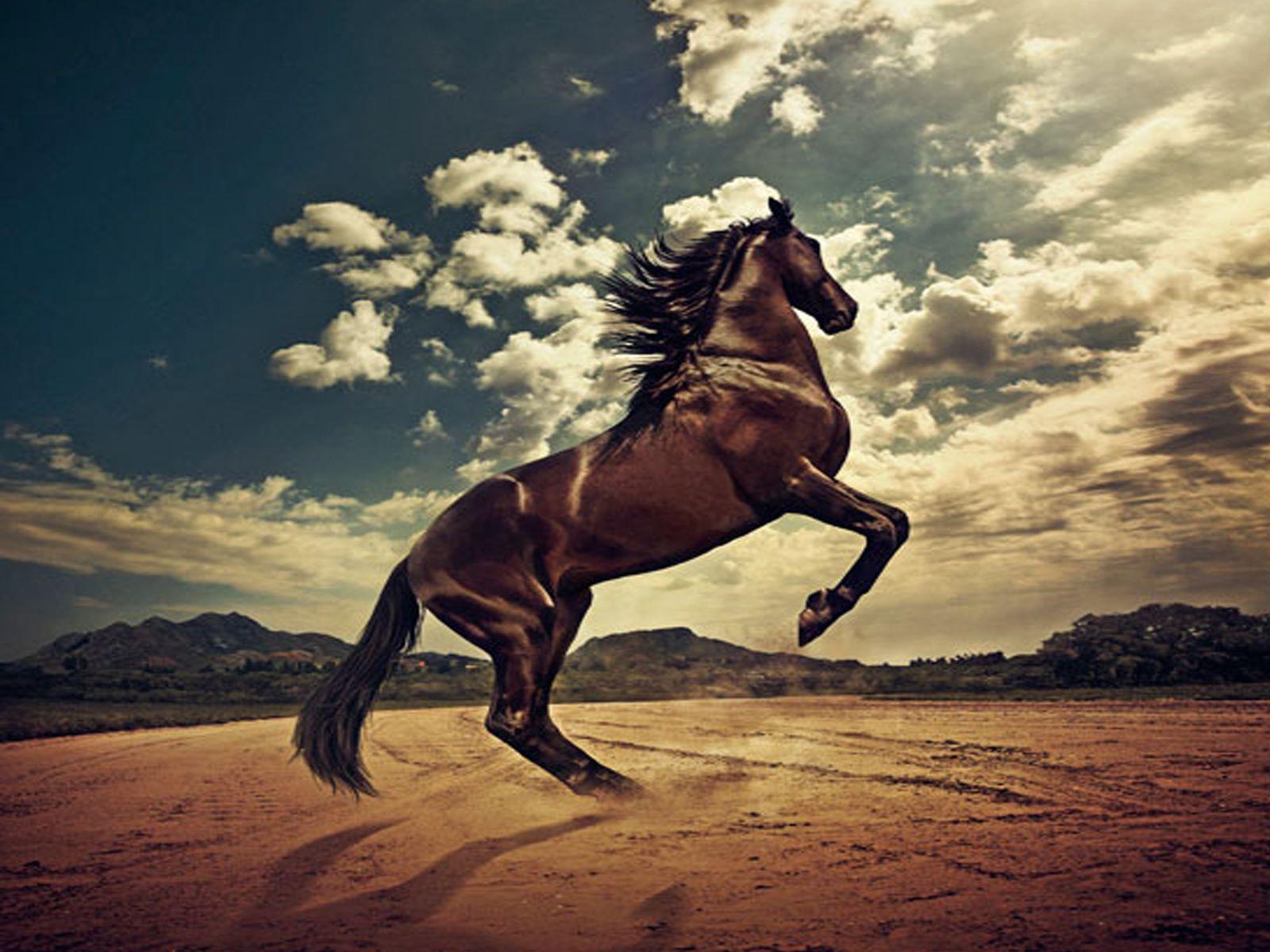 Pferd, Aufbäumendes Pferd, Wüste, Dramatische Wolken, Hengst, HD, Tablet-Hintergrund