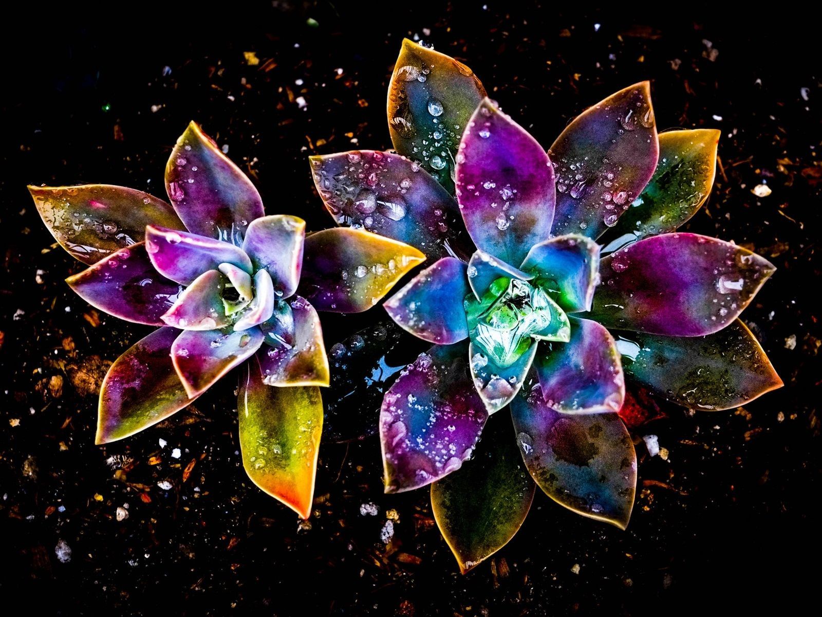 Sukkulente, Bunte Blüten, Schwarzer Hintergrund, Digitale Kunst, Glitzer, HD Wallpaper