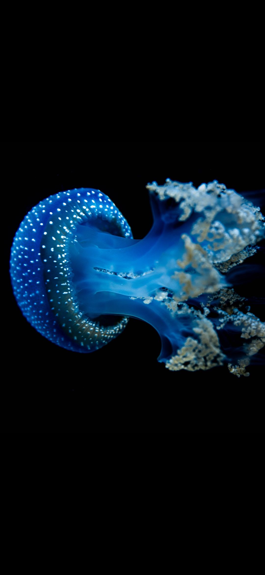 Qualle, Blaue Qualle, Schwarzer Hintergrund, Meerestier, Unterwasser, Sperrbildschirm fürs iPhone