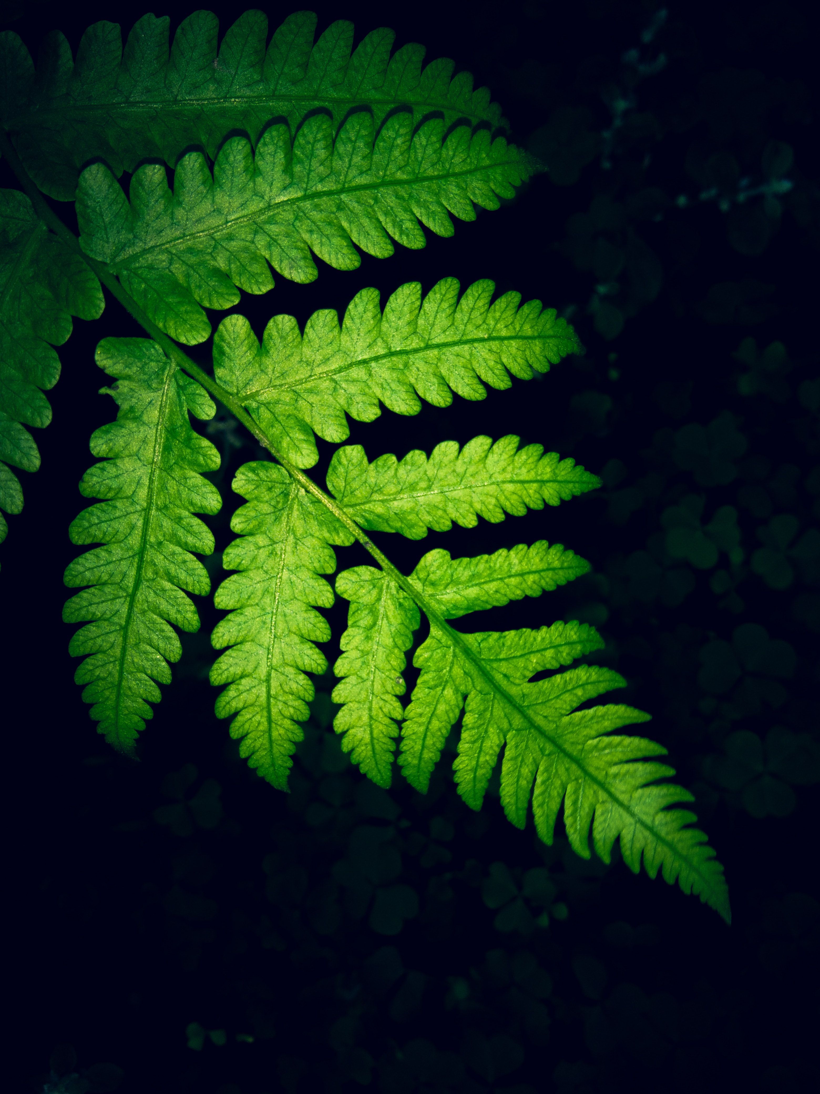 Farnblatt, Grün, Schwarzer Hintergrund, Pflanze, Nahaufnahme, QHD+ Wallpaper