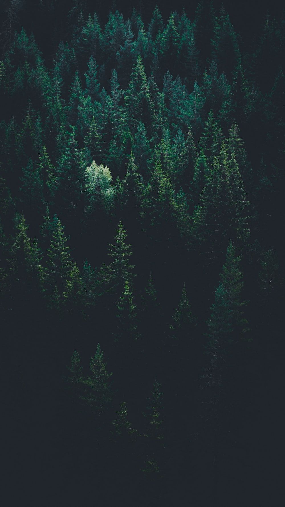 Nadelwald, Tannen, Dunkelgrün, Luftaufnahme, Wald, HD, Sperrbildschirm fürs iPhone