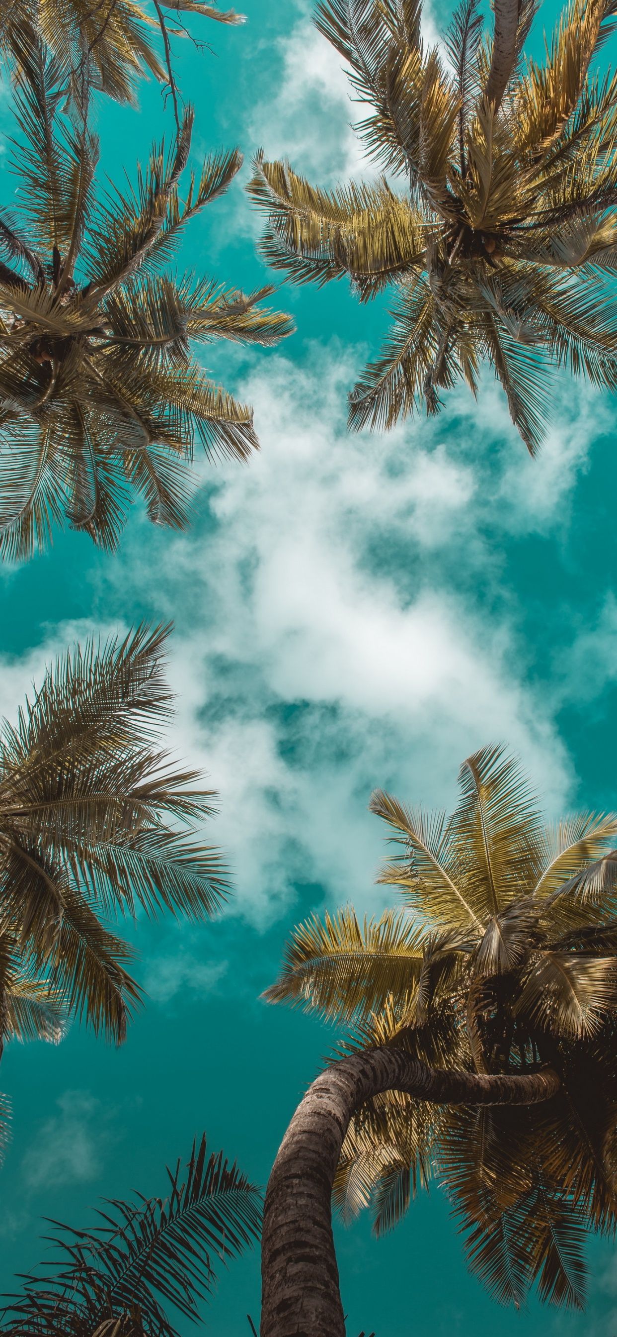 Palmen, Froschperspektive, Türkiser Himmel, Wolken, Tropen, Full HD, iPhone-Hintergrundbild