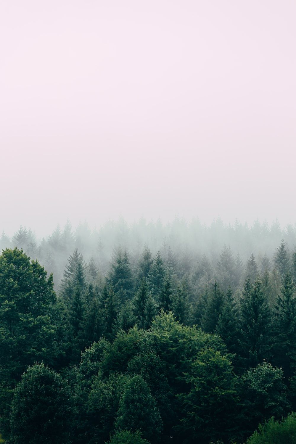 Nadelwald, Nebel, Minimalismus, Weißer Himmel, HD, Hintergrundbild fürs Handy