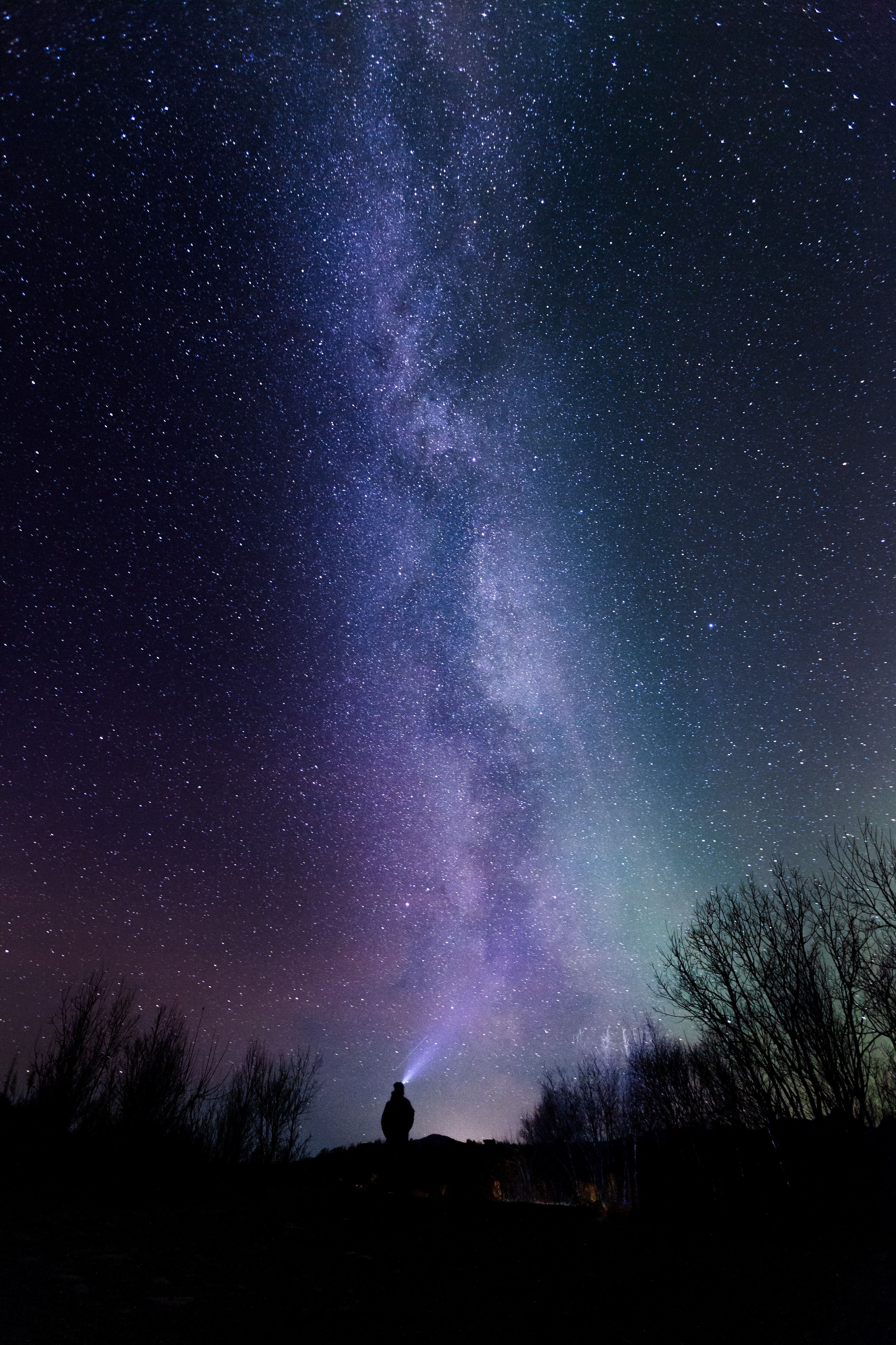 Milchstraße, Sternenhimmel, Silhouette, Bäume, Nacht, QHD+, Hintergrundbild fürs Handy