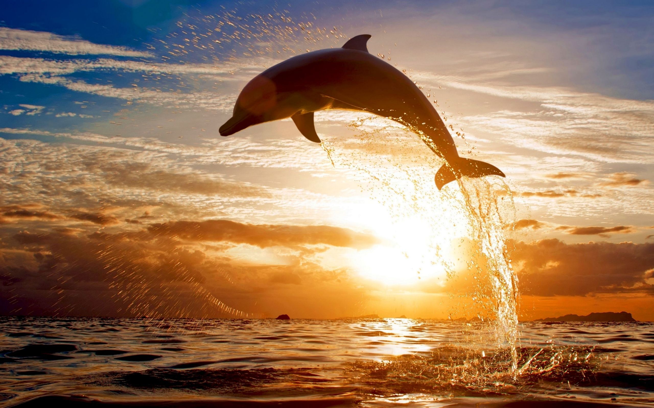 Delfin, Sprung, Sonnenuntergang, Goldenes Licht, Spritzwasser, 2K, Breitbild-Hintergrundbild