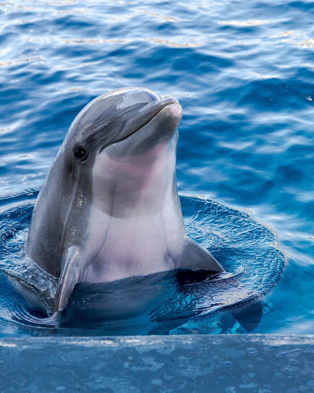 Delfin, Kopf, Blaues Meer, Neugierig, HD, Hintergrundbild fürs Tablet