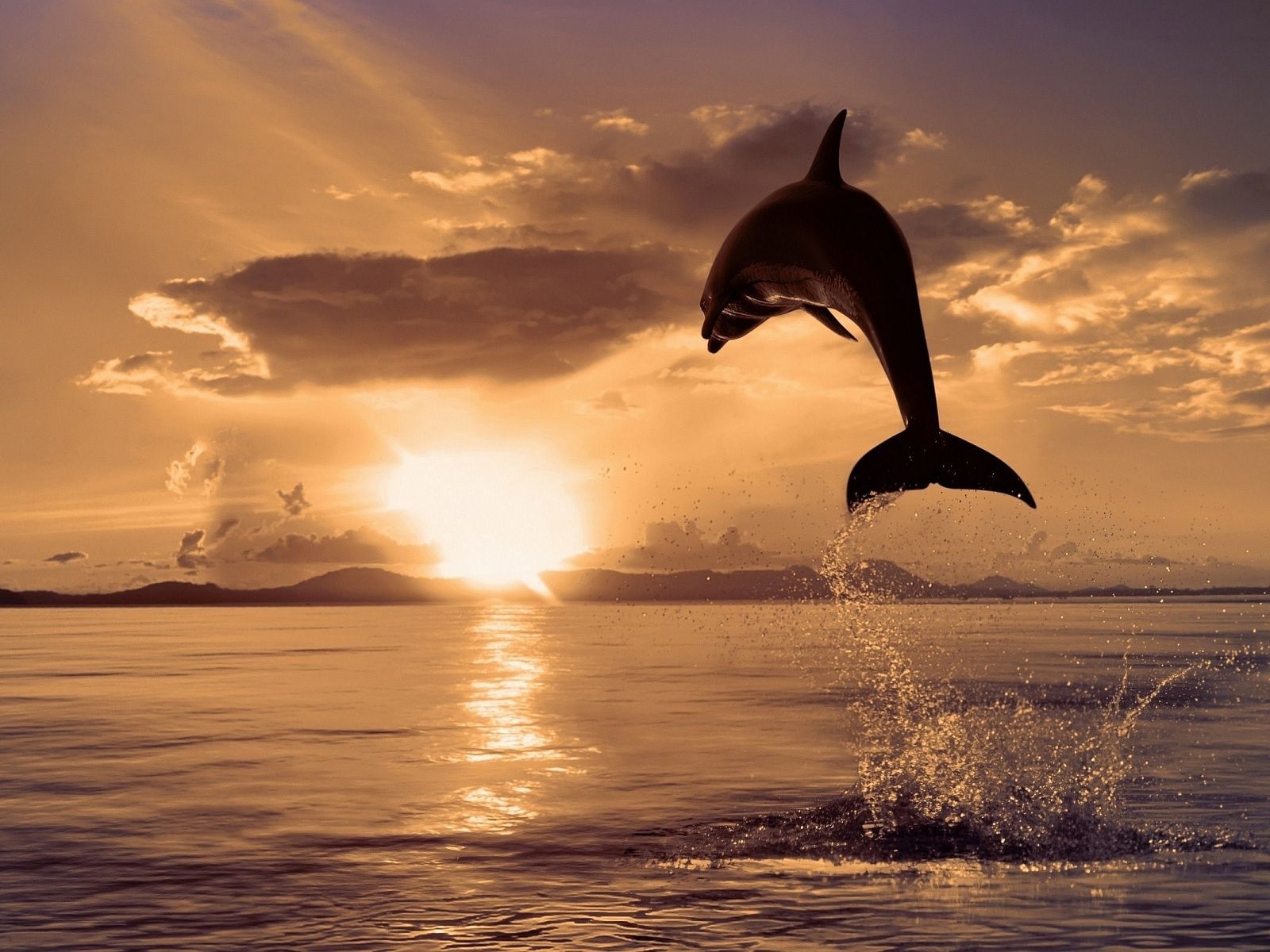 Delfin, Silhouette, Sonnenuntergang, Wolken, Meer, HD, iPad-Hintergrundbild