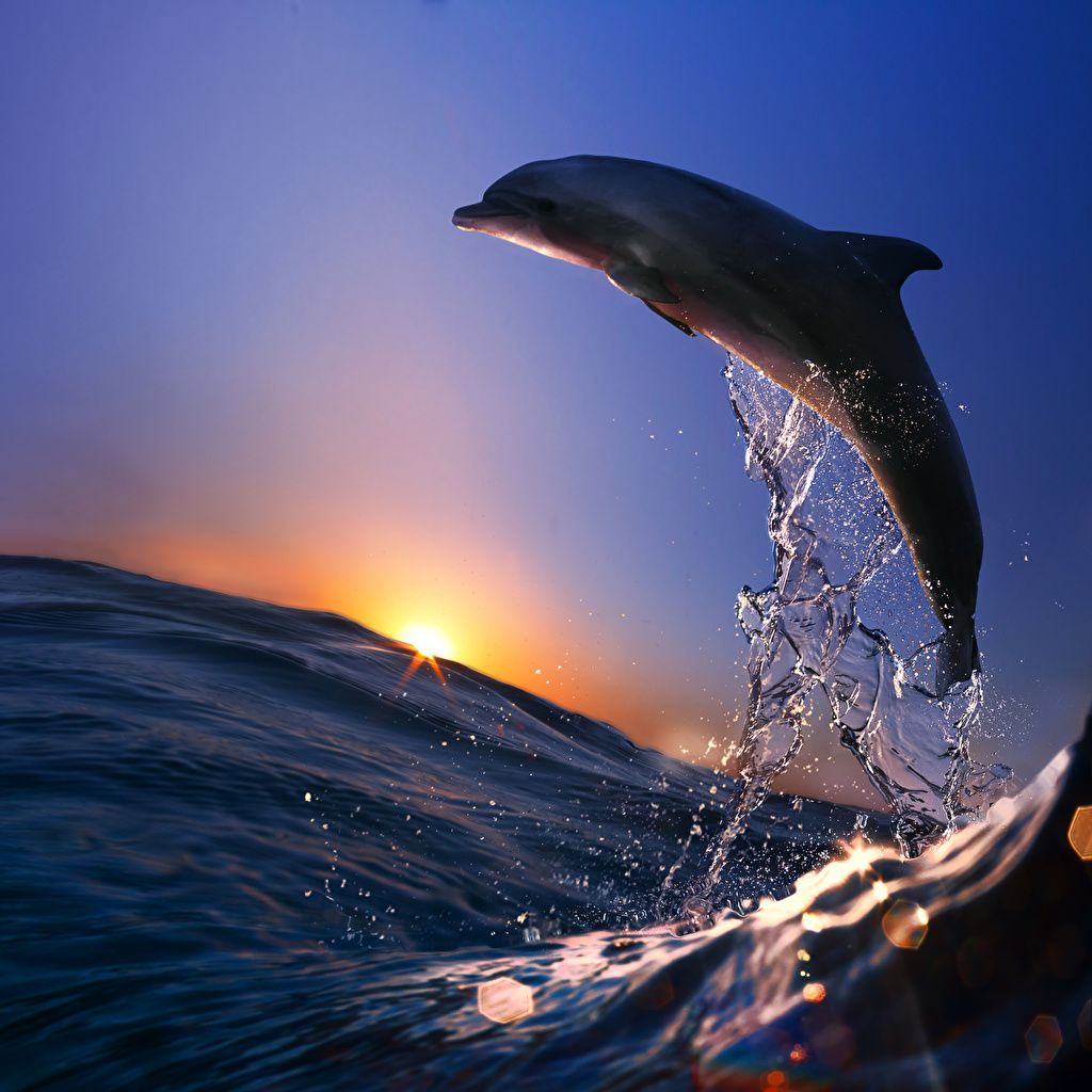 Delfin, Welle, Sonnenuntergang, Sprung, Blaue Stunde, Hintergrundbild für iPad und Tablet