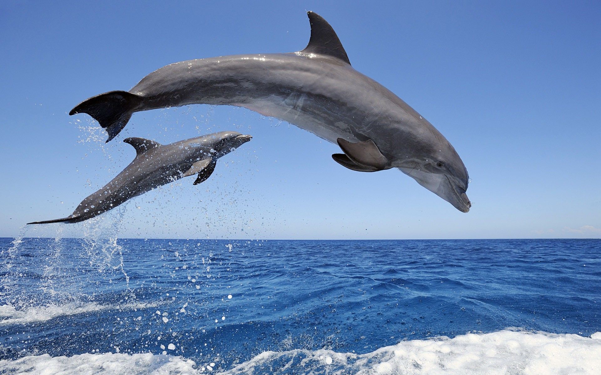 Delfine, Sprung, Blaues Meer, Mutter und Kind, 16:10, Full-HD-Hintergrundbild für den Desktop