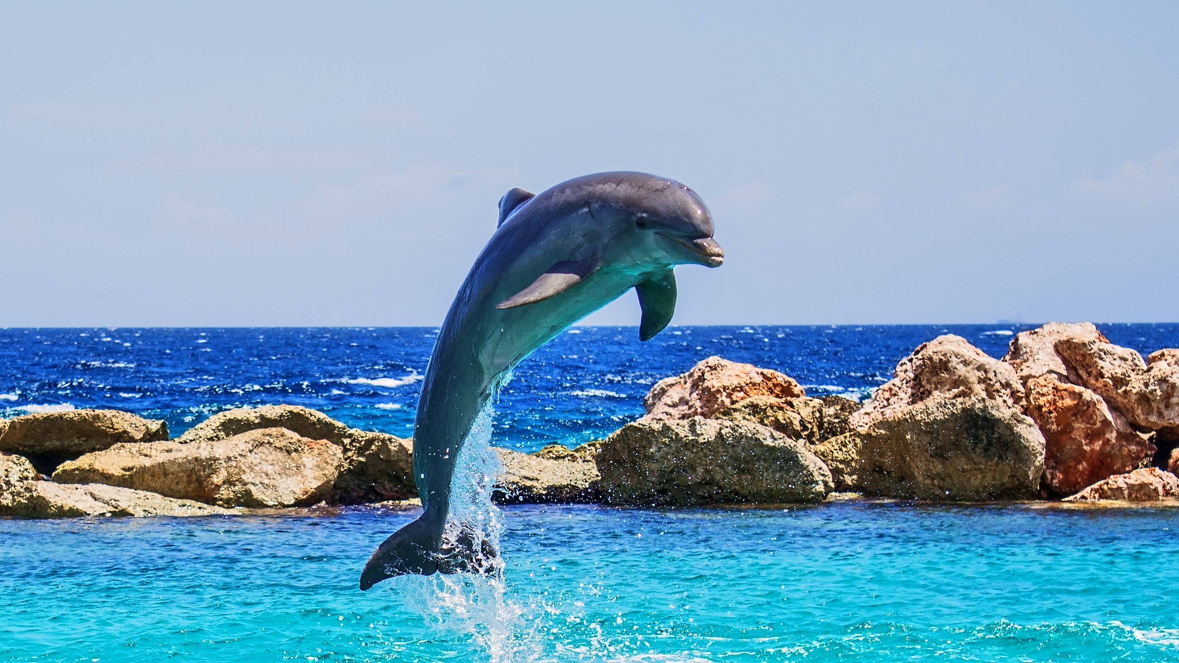 Delfin, Sprung, Felsen, Türkises Meer, Küste, 4K, Hintergrund für den Desktop