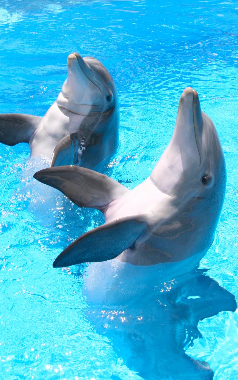 Delfine, Türkises Wasser, Aufrecht, Delfinarium, HD, Sperrbildschirm fürs iPhone