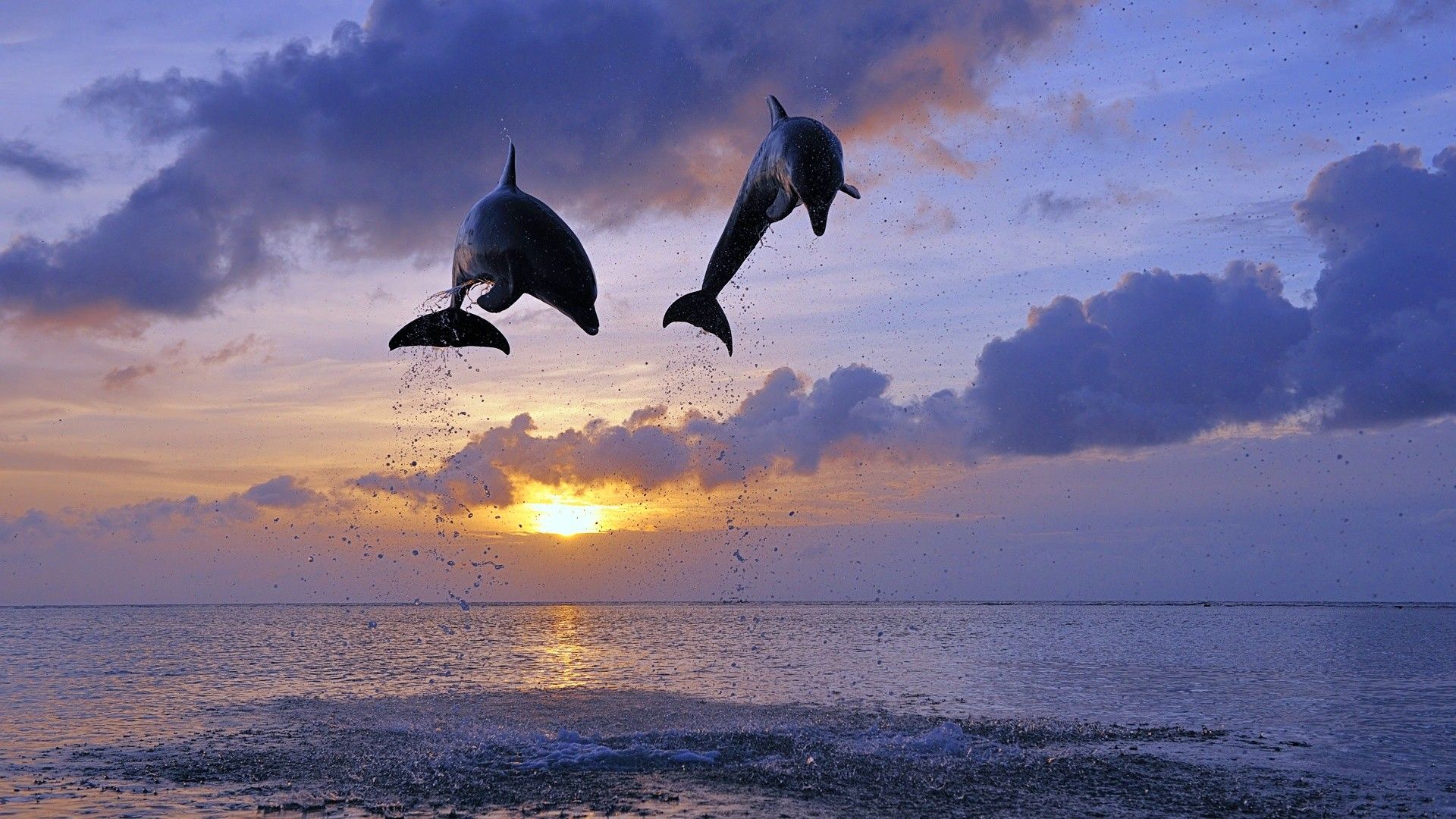 Delfine, Sprung, Sonnenuntergang, Dunkle Wolken, Silhouetten, Full HD, PC-Hintergrundbild