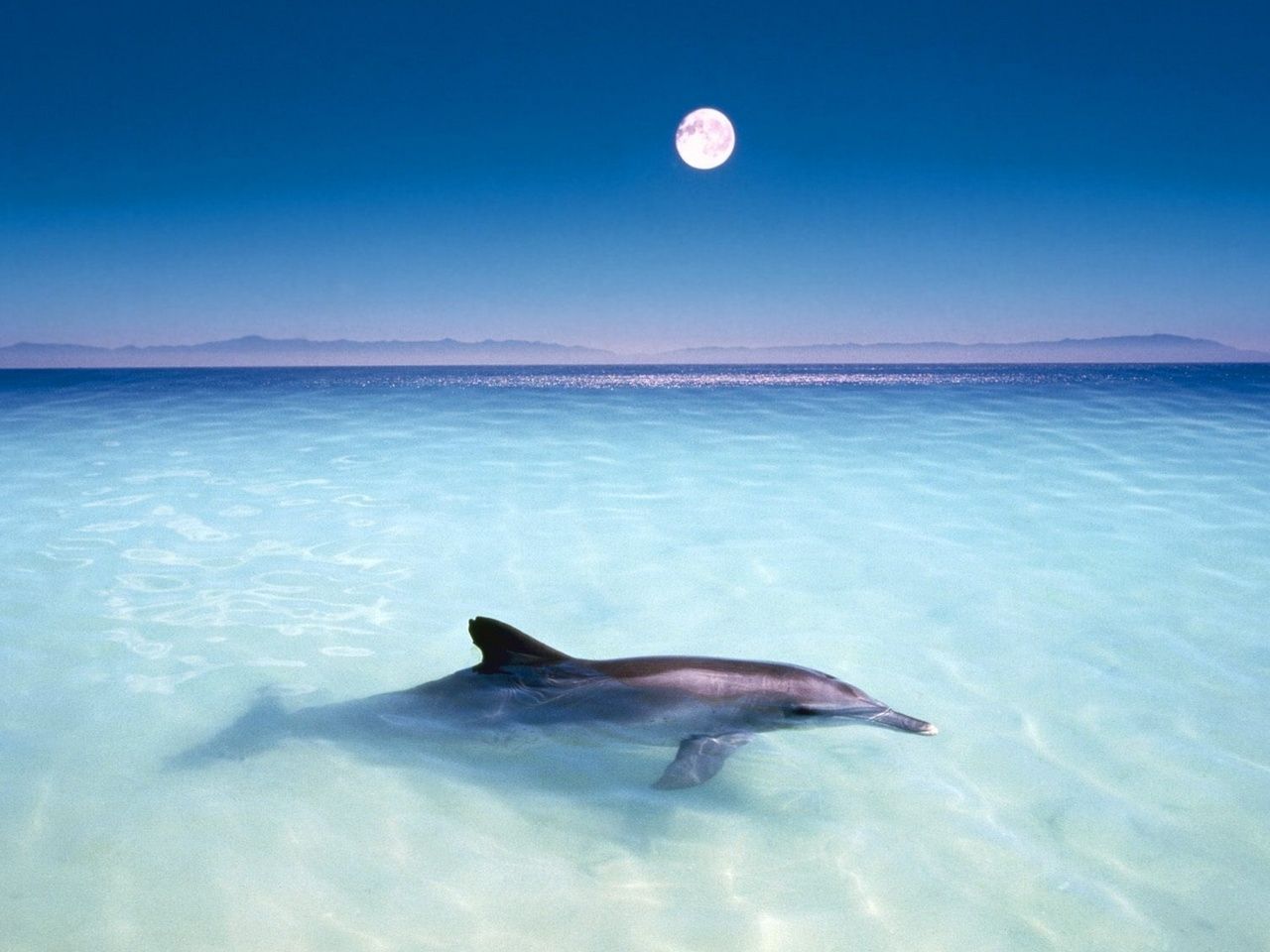 Delfin, Klares Wasser, Mond, Lagune, Blaue Stunde, HD, Hintergrundbild fürs Tablet