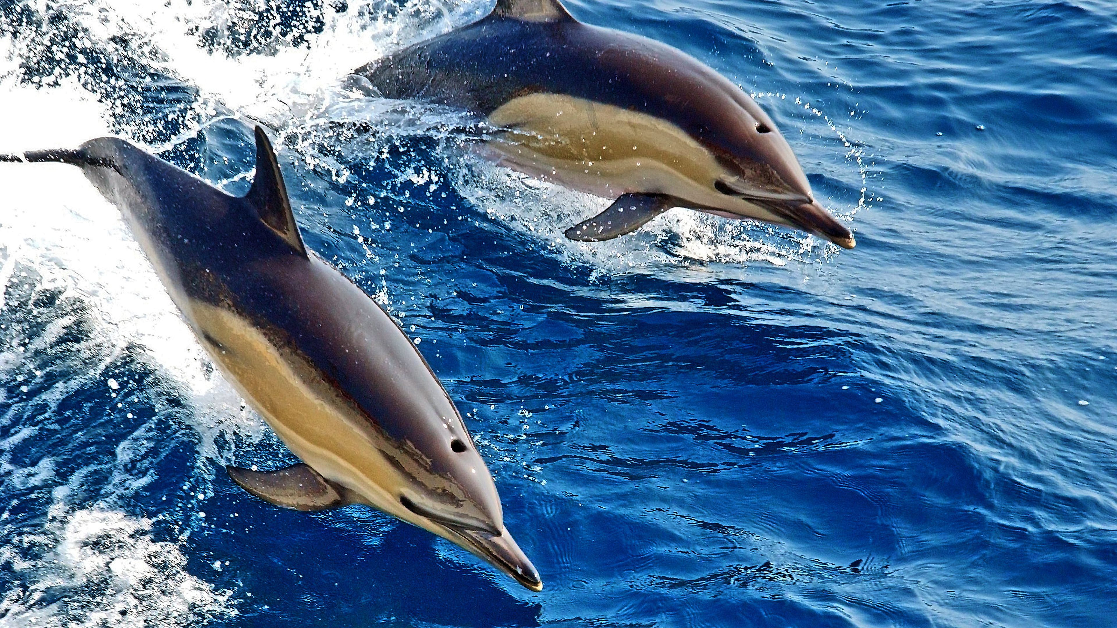 Gemeiner Delfin, Delfine, Sprung, Wellen, Tiefblau, 4K, Desktop-Hintergrund für Windows