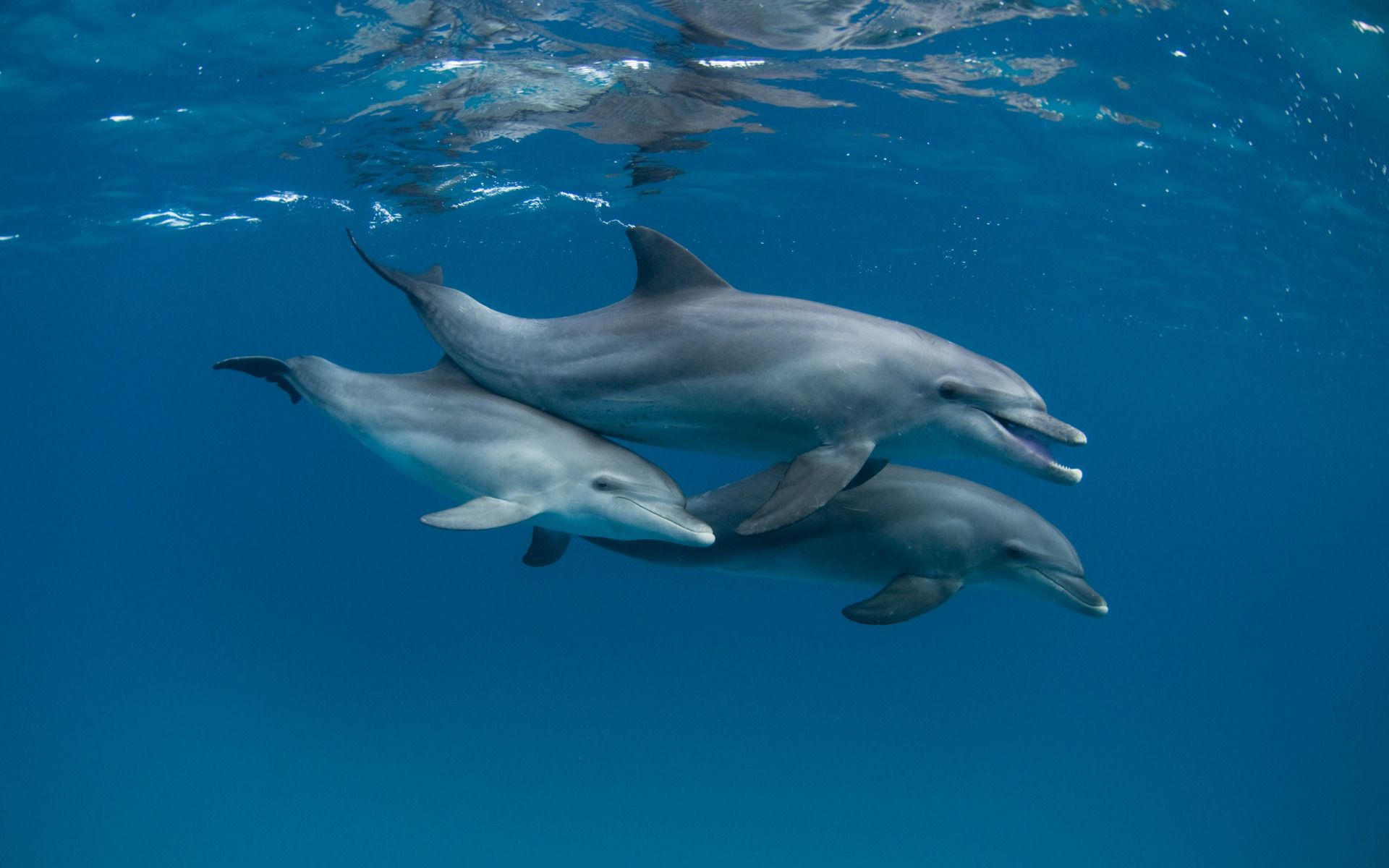 Delfine, Unterwasser, Delfinschule, Blaues Wasser, Full HD, Desktop-Hintergrund für Windows