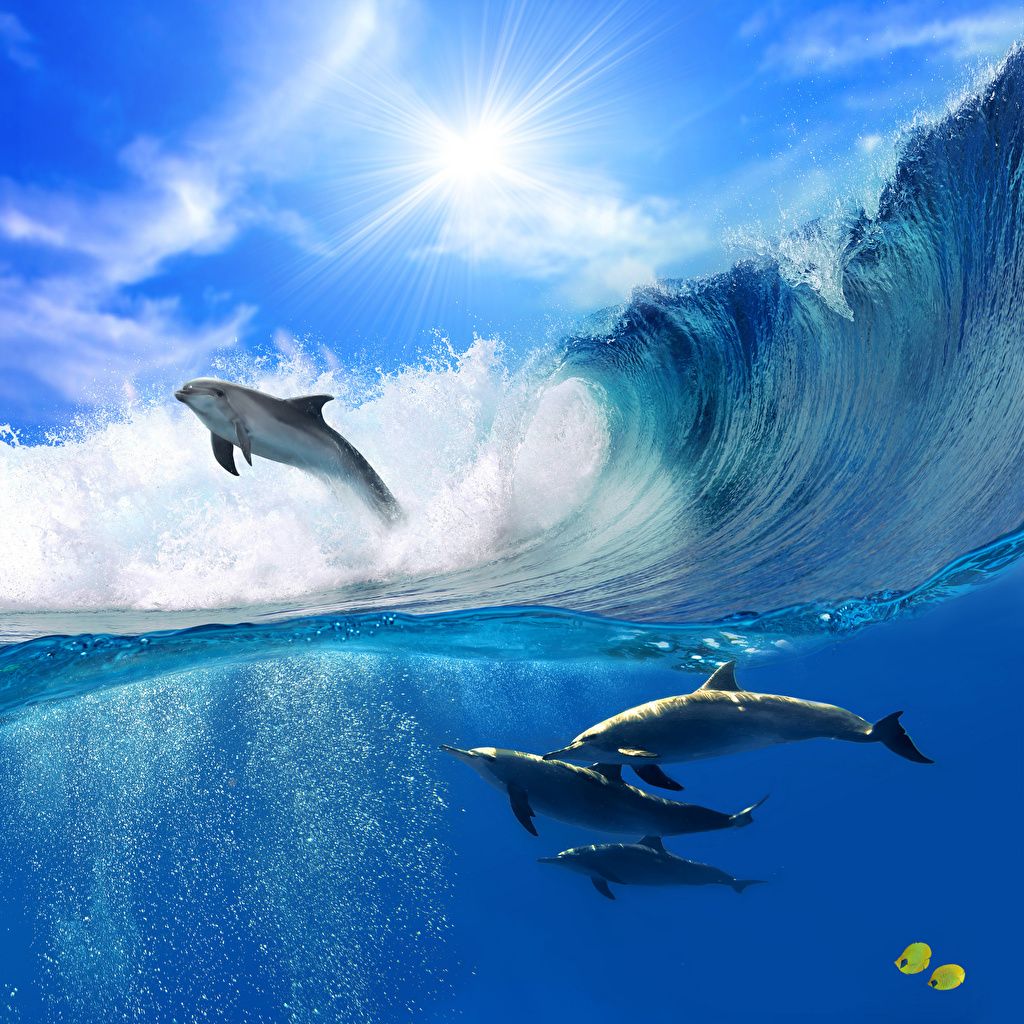 Delfine, Welle, Halb-unter-Wasser, Sonne, Unterwasser, Hintergrundbild für iPad und Tablet