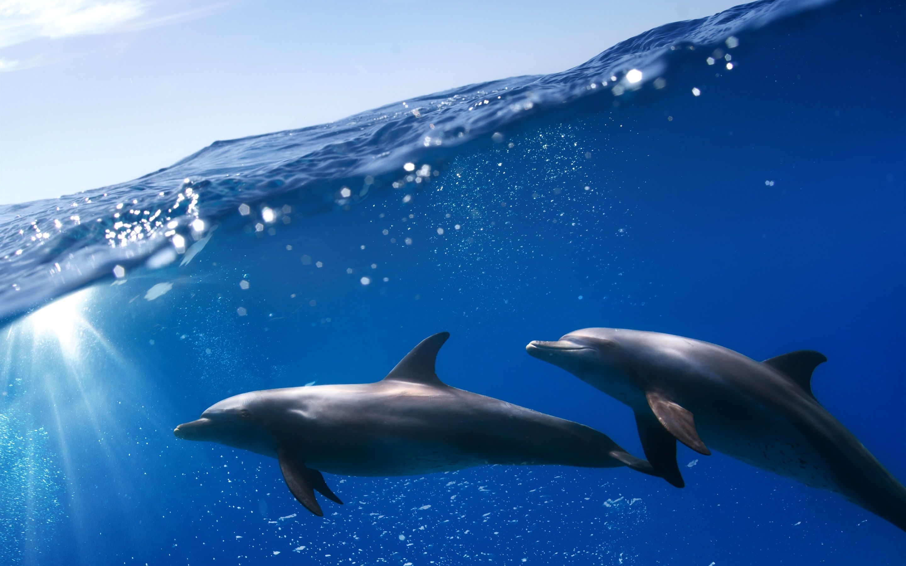 Delfine, Unterwasser, Halb-unter-Wasser, Tiefblau, 16:10, 2K-Hintergrundbild für den Desktop
