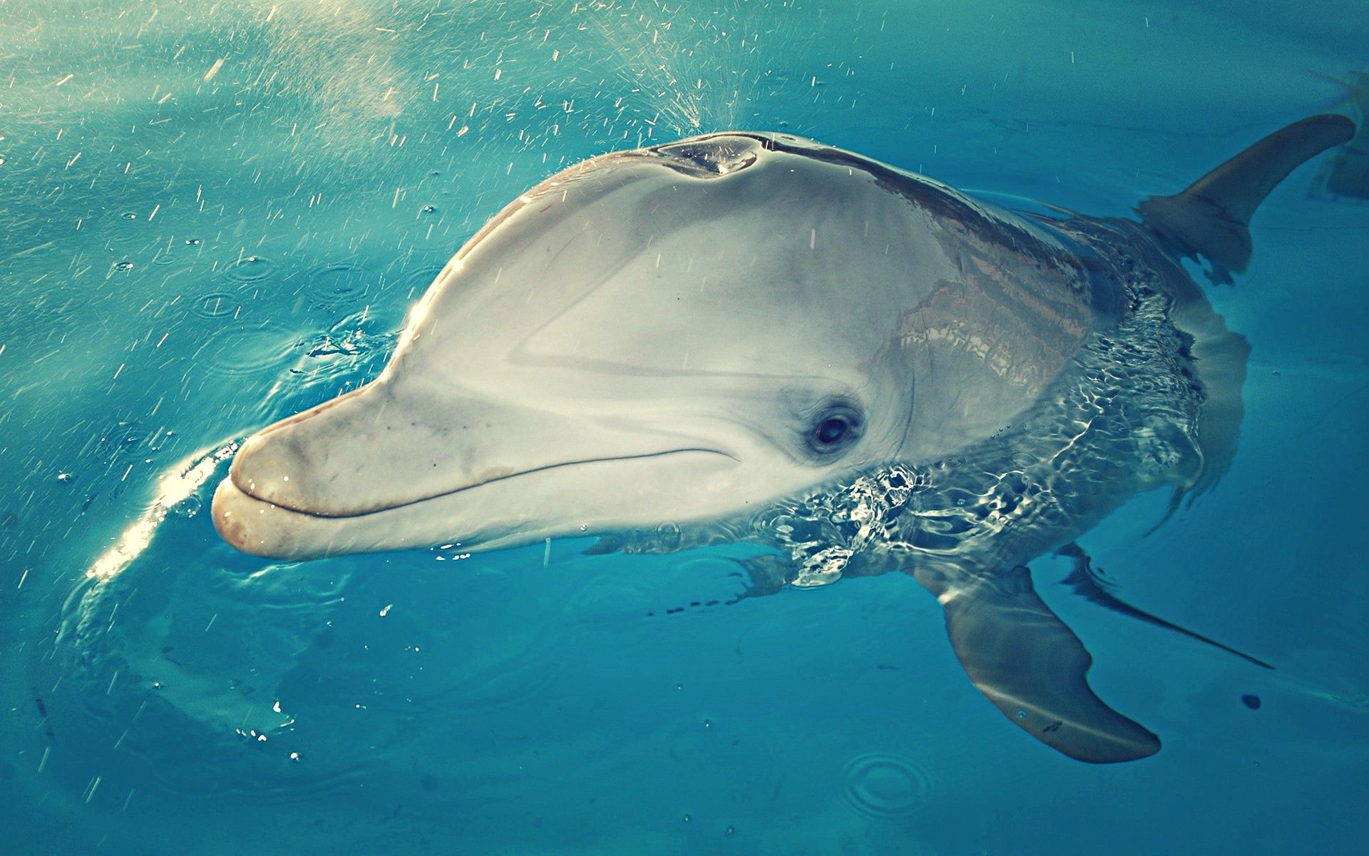 Delfin, Nahaufnahme, Türkises Wasser, Auge, Full HD, Desktop-Hintergrund für Windows