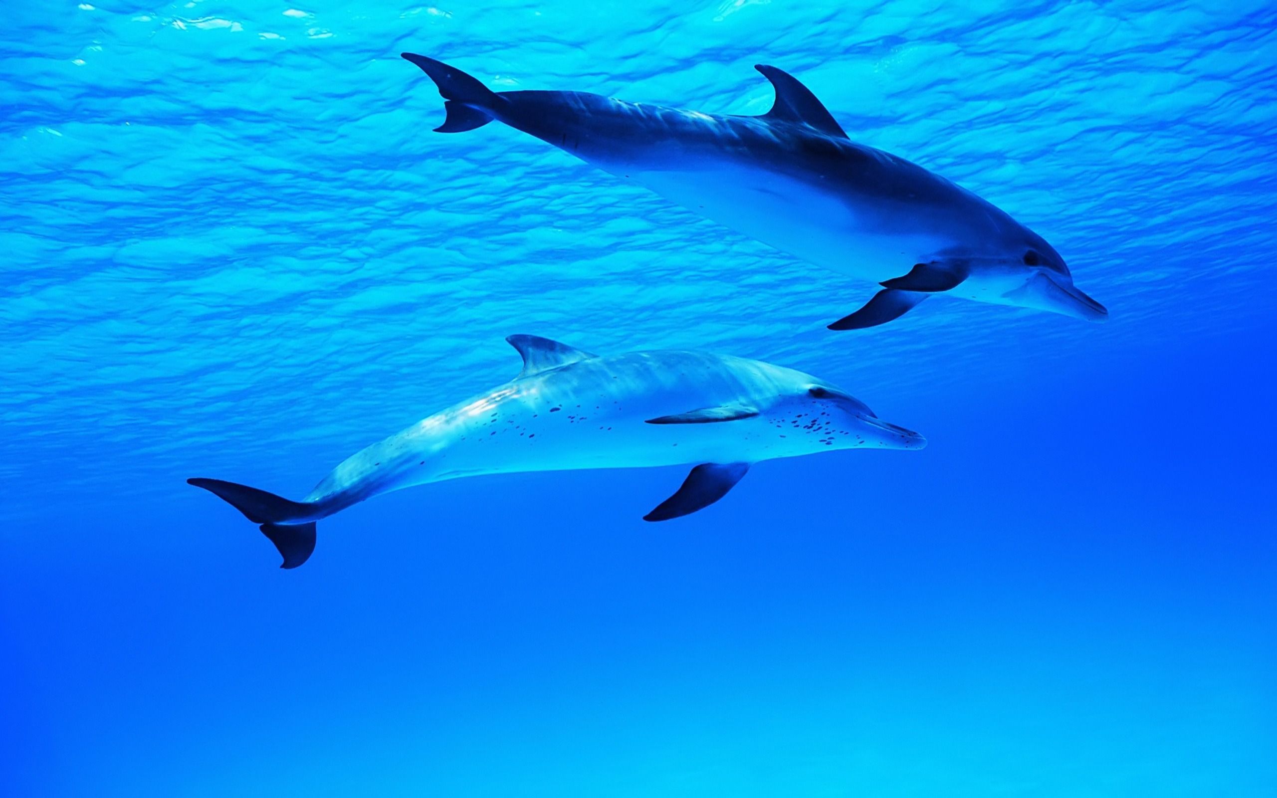 Delfine, Unterwasser, Blau, Schwimmen, Paar, 16:10, 2K-Hintergrundbild für den Desktop