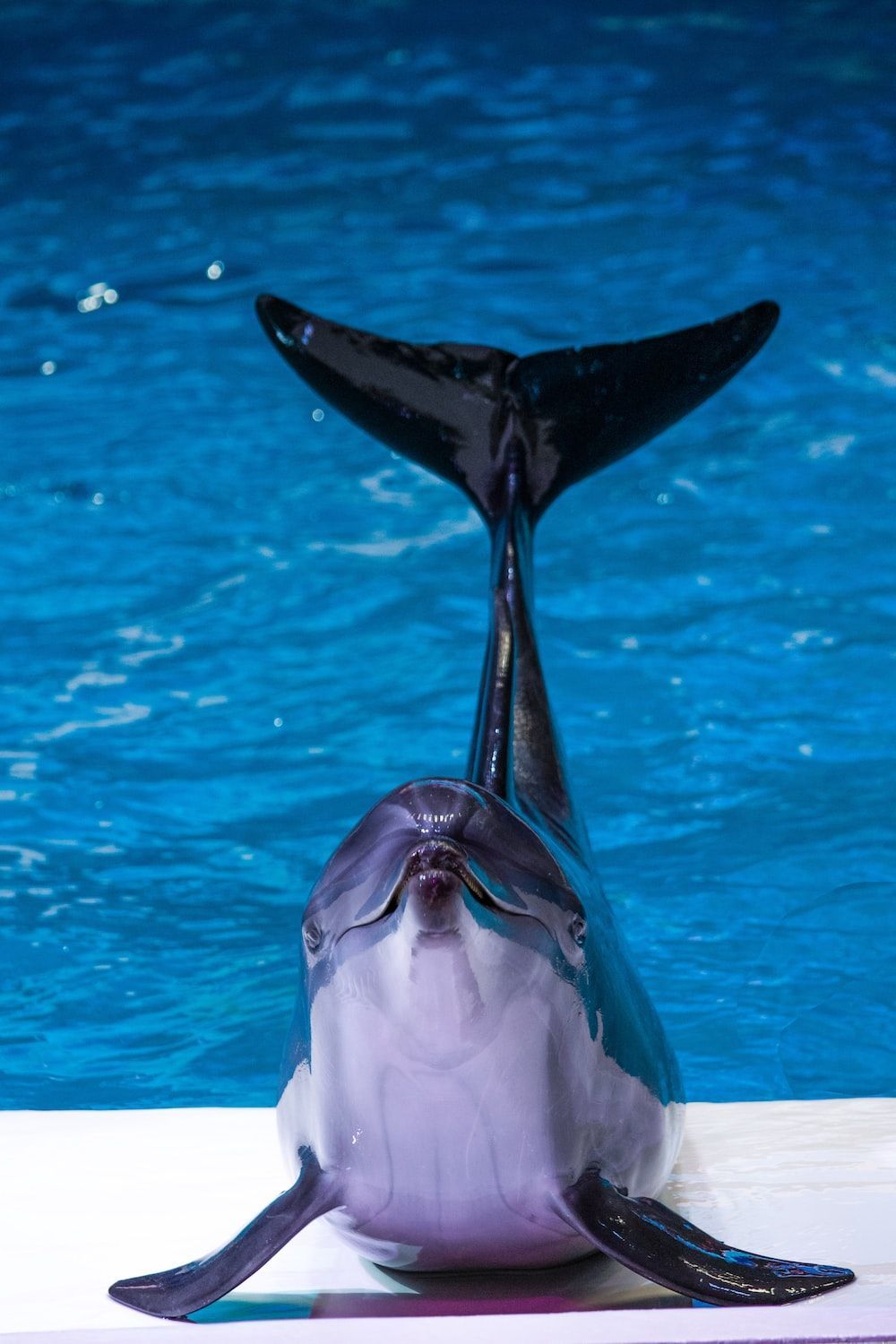 Delfin, Schwanzflosse, Delfinarium, Blaues Wasser, Hintergrundbild für iPhone und Android