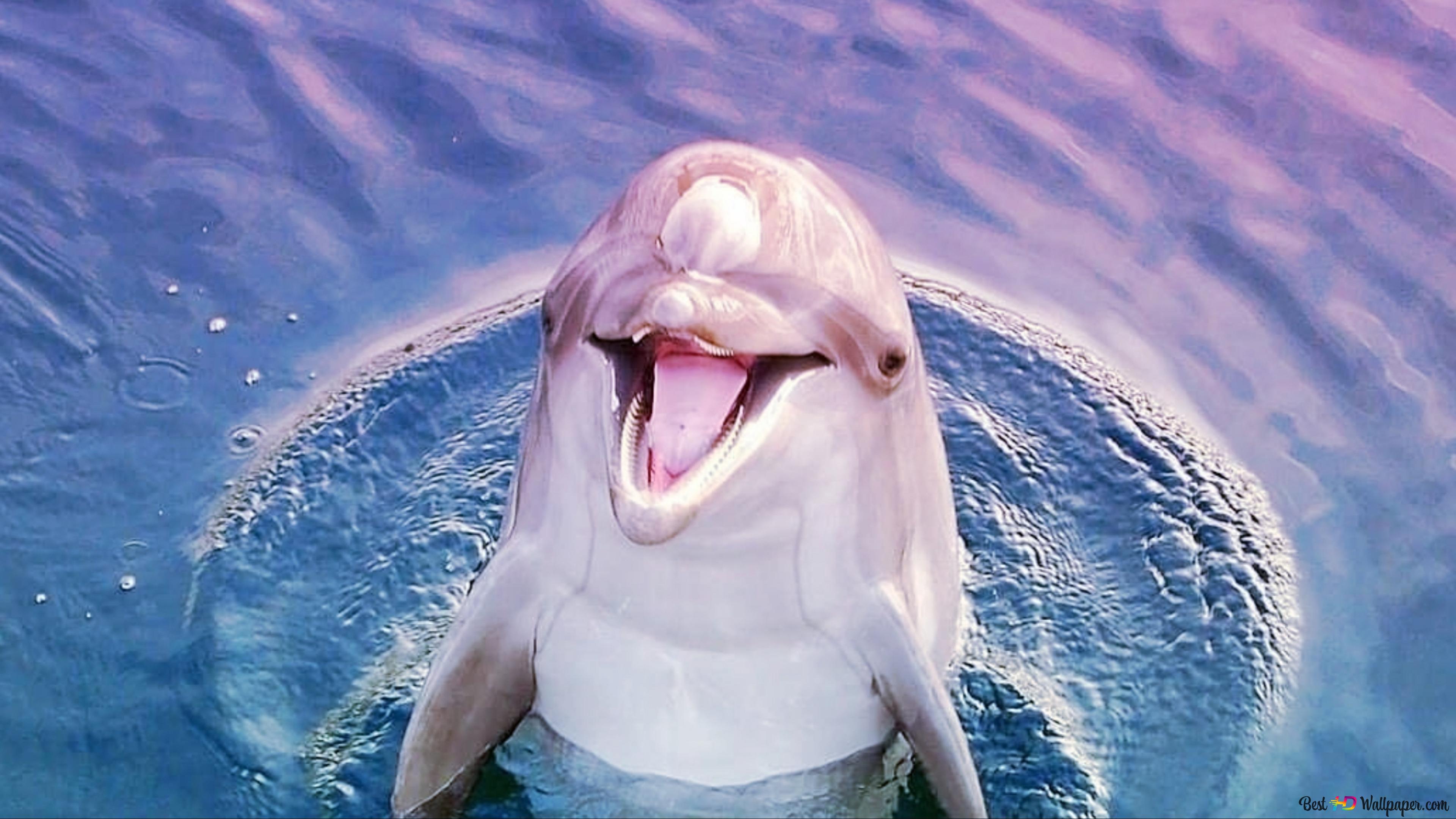 Delfin, Lachen, Offenes Maul, Nahaufnahme, Lustig, 4K, Hintergrundbild für den PC