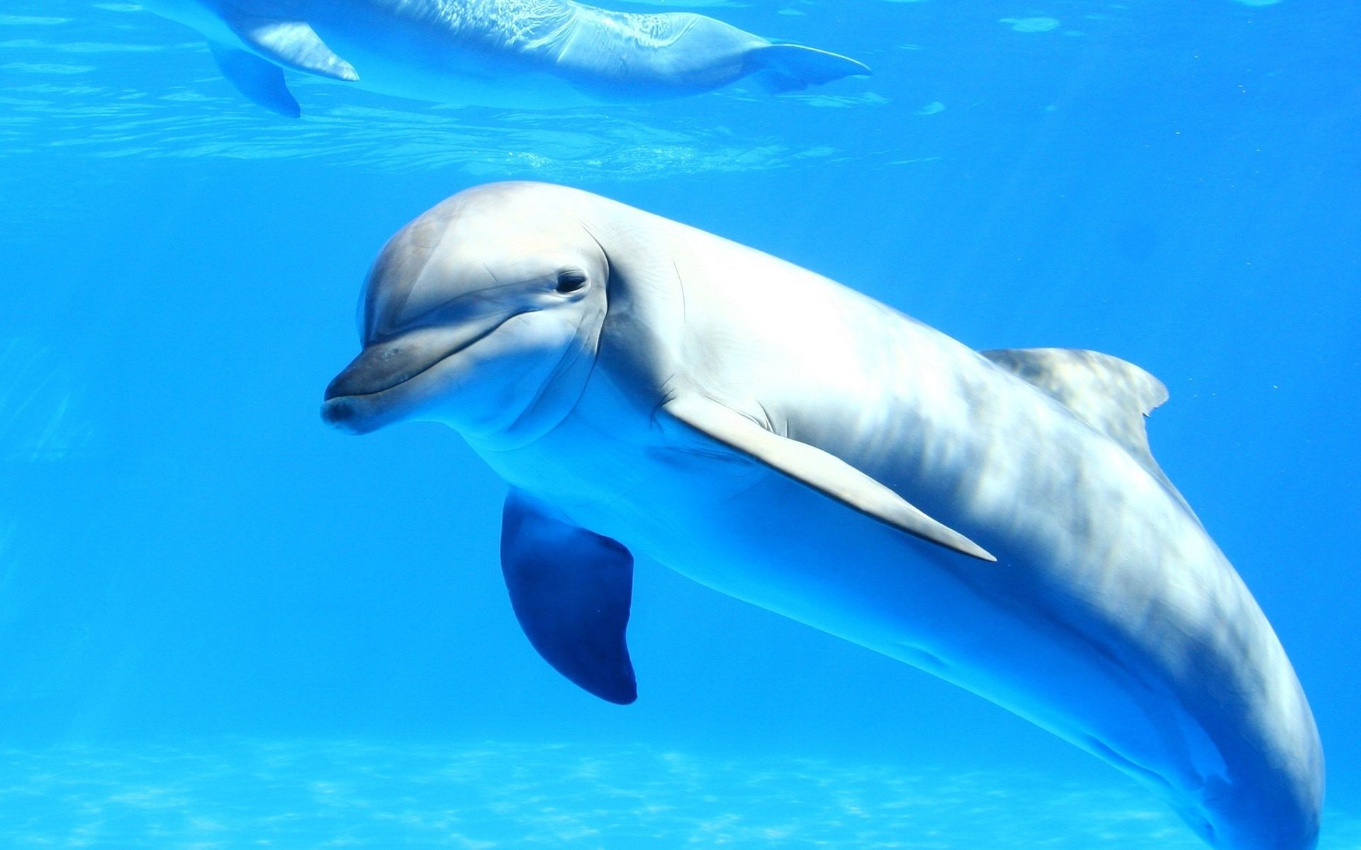 Delfin, Unterwasser, Hellblau, Schwimmen, Full HD, Desktop-Hintergrund für Windows