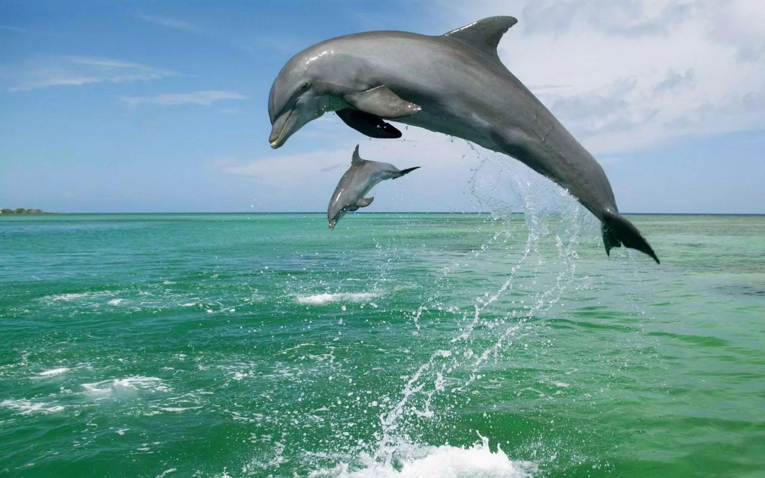 Delfine, Sprung, Grünes Meer, Spritzwasser, Mutter und Kind, 2K-Hintergrundbild für PC