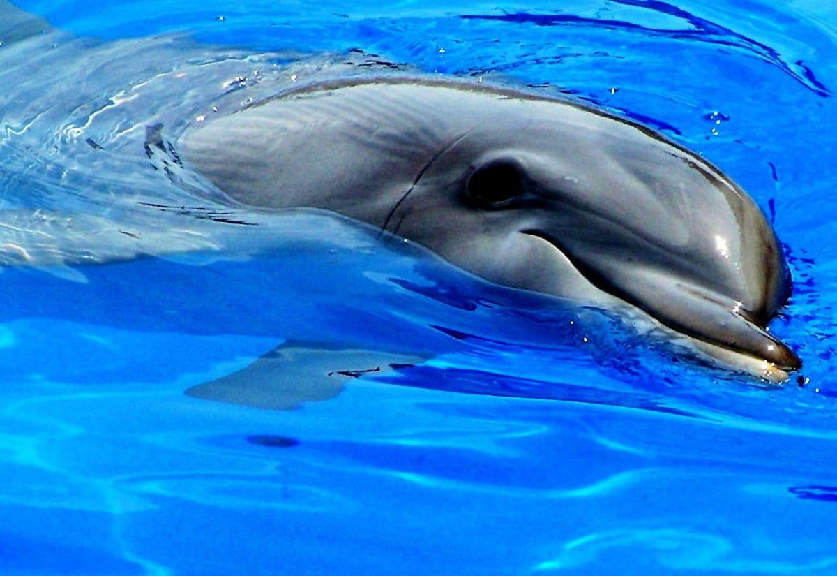 Delfin, Unterwasser, Hellblau, Seitenansicht, Hintergrund