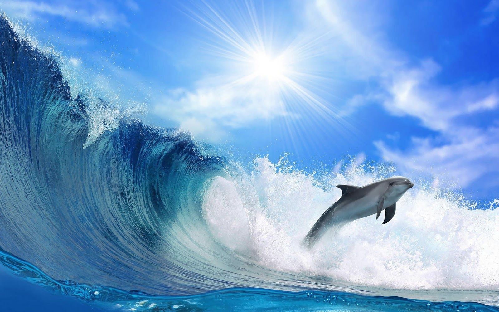 Delfin, Riesenwelle, Sonne, Sprung, Surfen, HD, Desktop-Hintergrund für Windows
