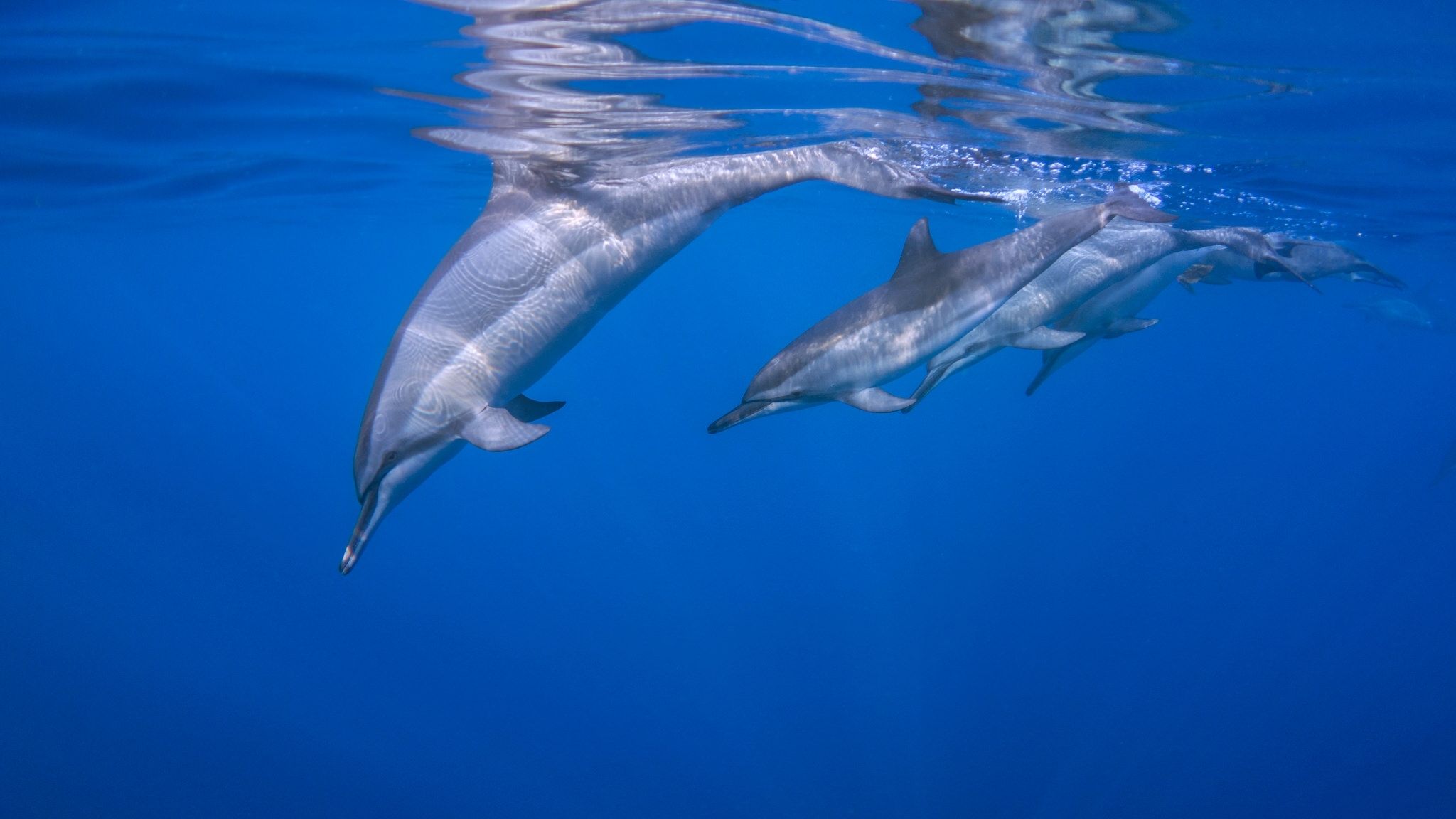 Delfine, Unterwasser, Delfinschule, Wasseroberfläche, 16:9, Full-HD-Hintergrundbild für den Desktop