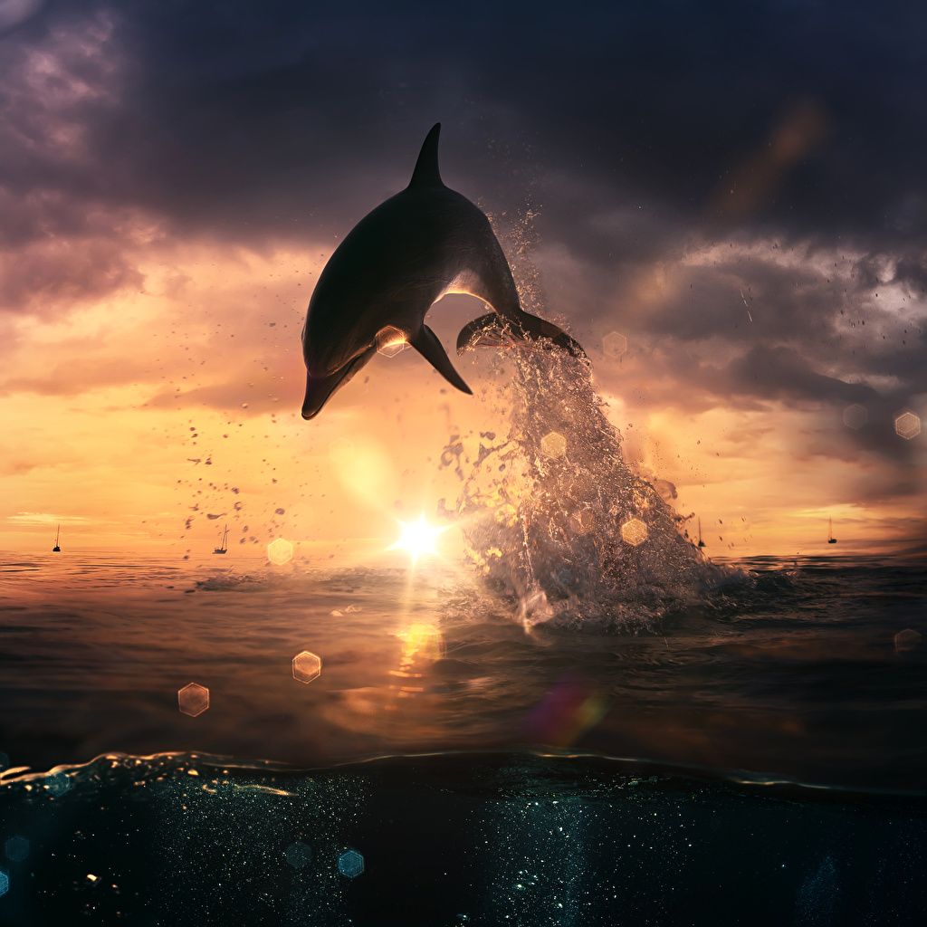 Delfin, Sprung, Sonnenuntergang, Dramatischer Himmel, Spritzwasser, Hintergrundbild fürs Tablet