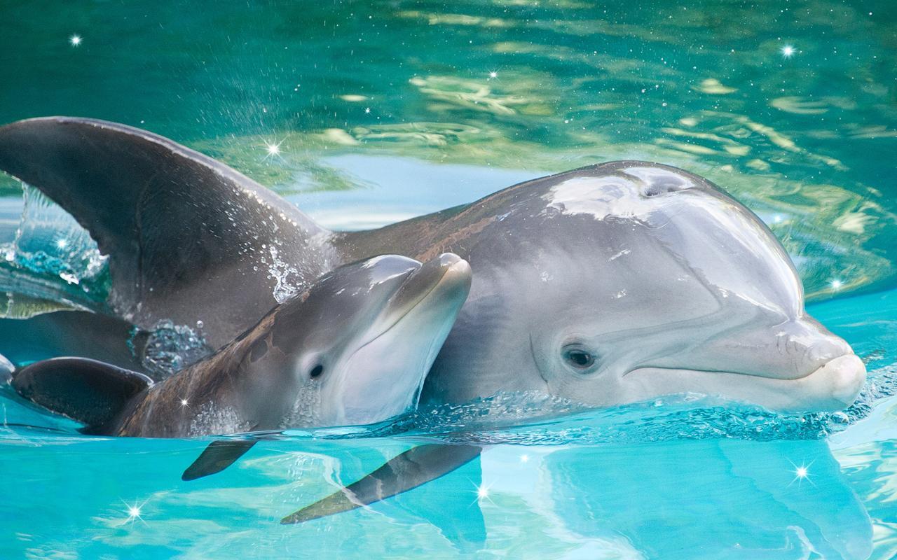 Großer Tümmler, Delfinkalb, Mutter und Kind, Türkises Wasser, HD, Windows-Hintergrundbild