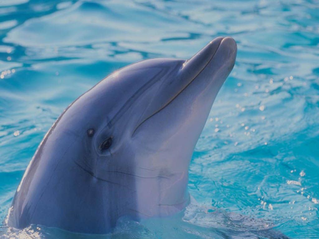 Delfin, Kopf, Blaues Wasser, Profil, Hintergrundbild für iPad und Tablet