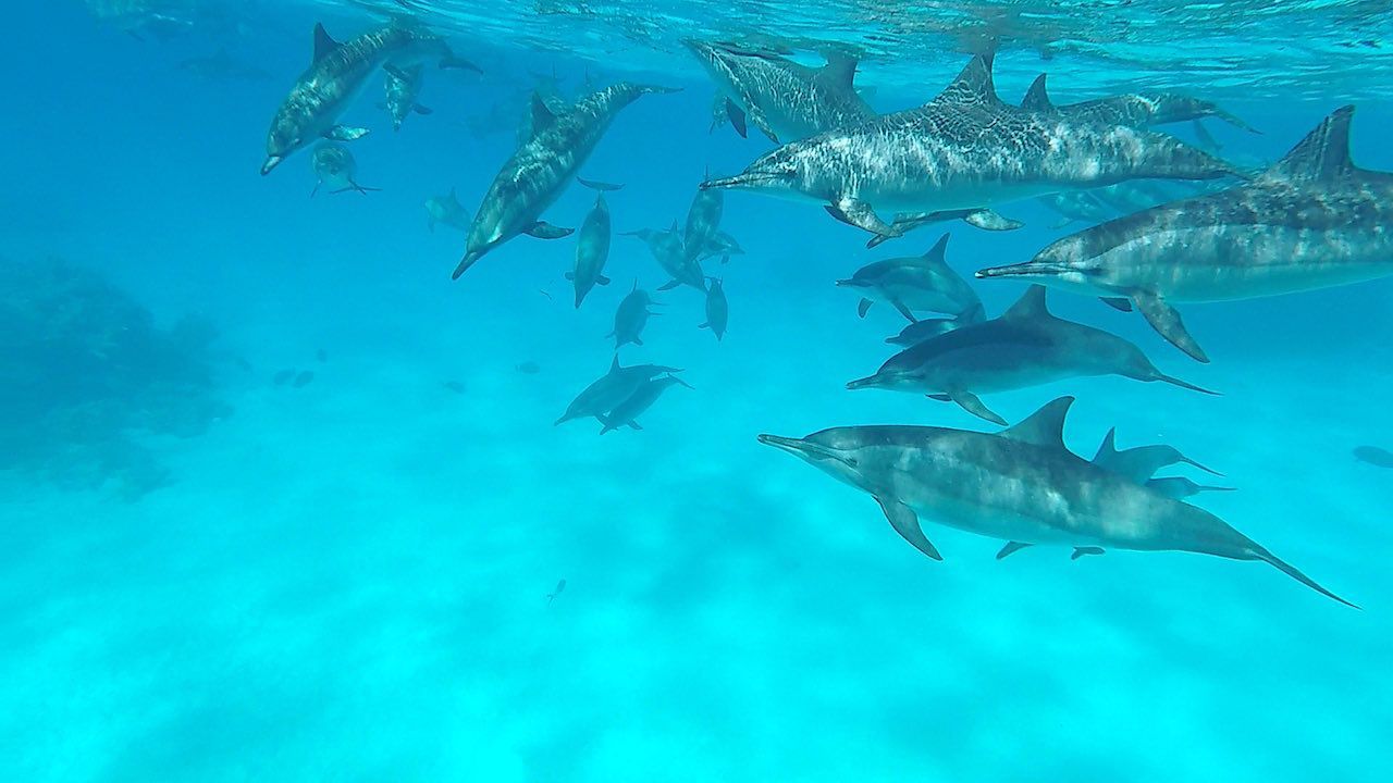 Delfinschule, Delfine, Unterwasser, Türkises Wasser, HD, Hintergrundbild für den PC