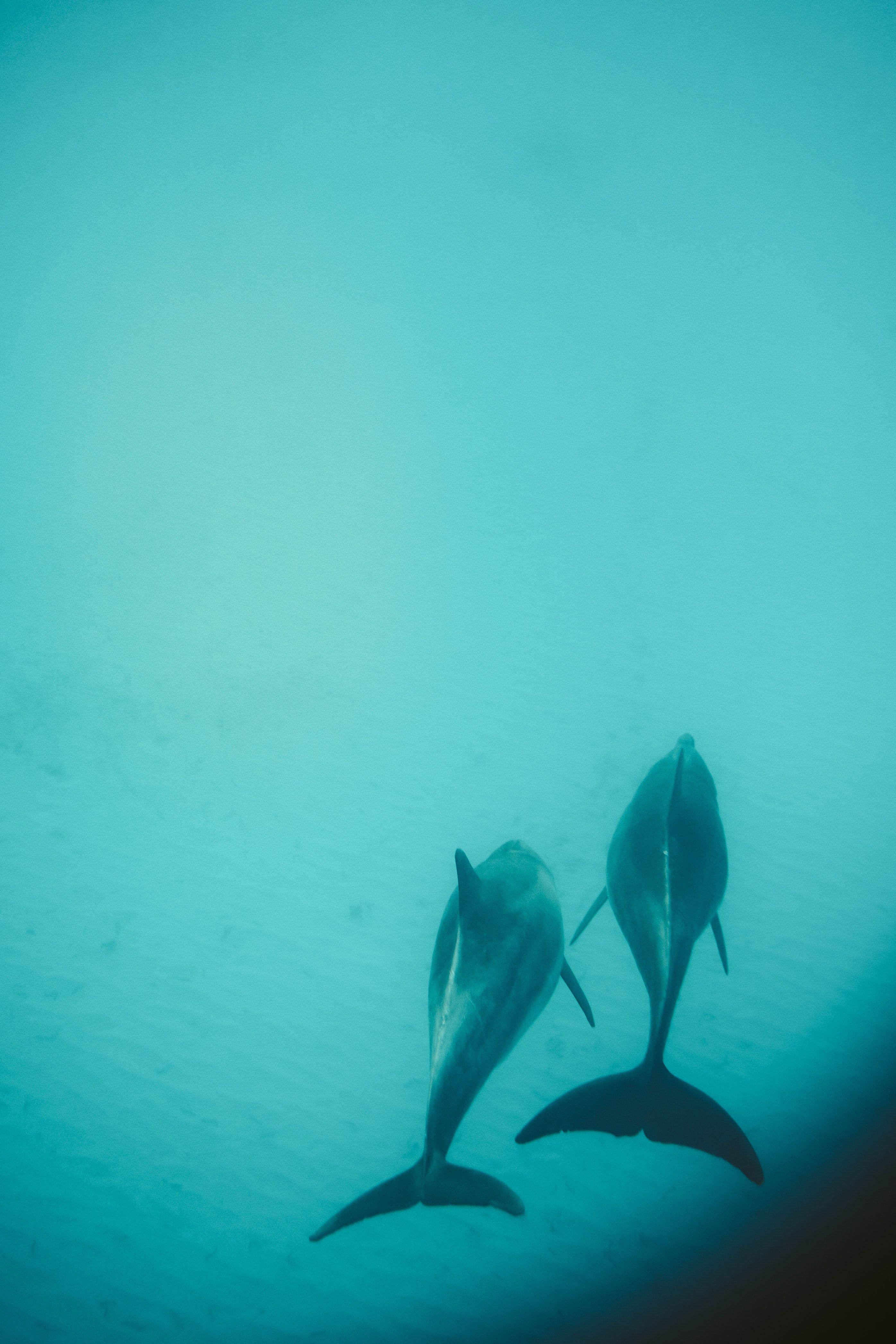 Delfine, Unterwasser, Türkis, Minimalismus, QHD+, Sperrbildschirm fürs iPhone