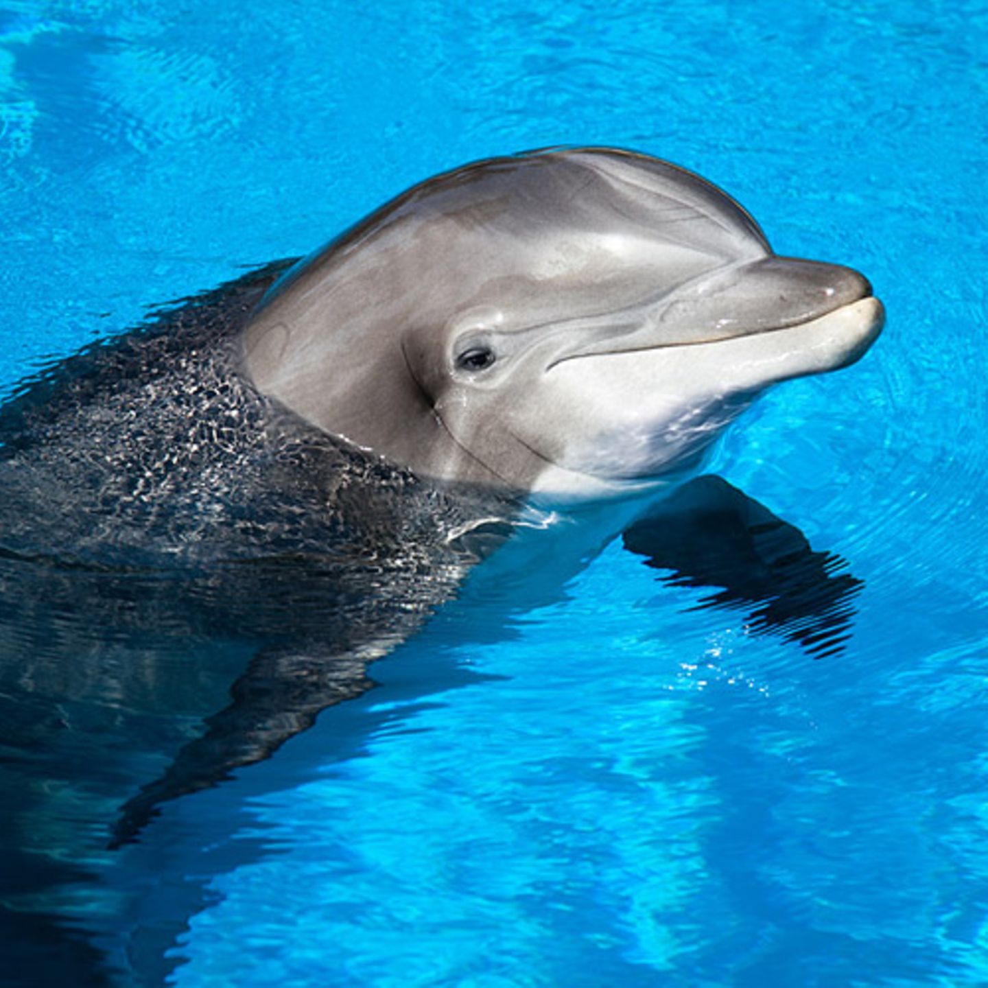 Großer Tümmler, Delfin, Kopf, Blaues Wasser, HD, Hintergrundbild fürs Tablet