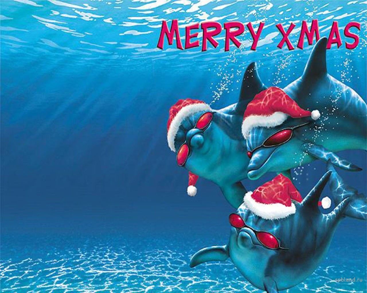 Delfine, Weihnachtsmützen, Merry Xmas, Weihnachten, Unterwasser, HD-Hintergrundbild für PC